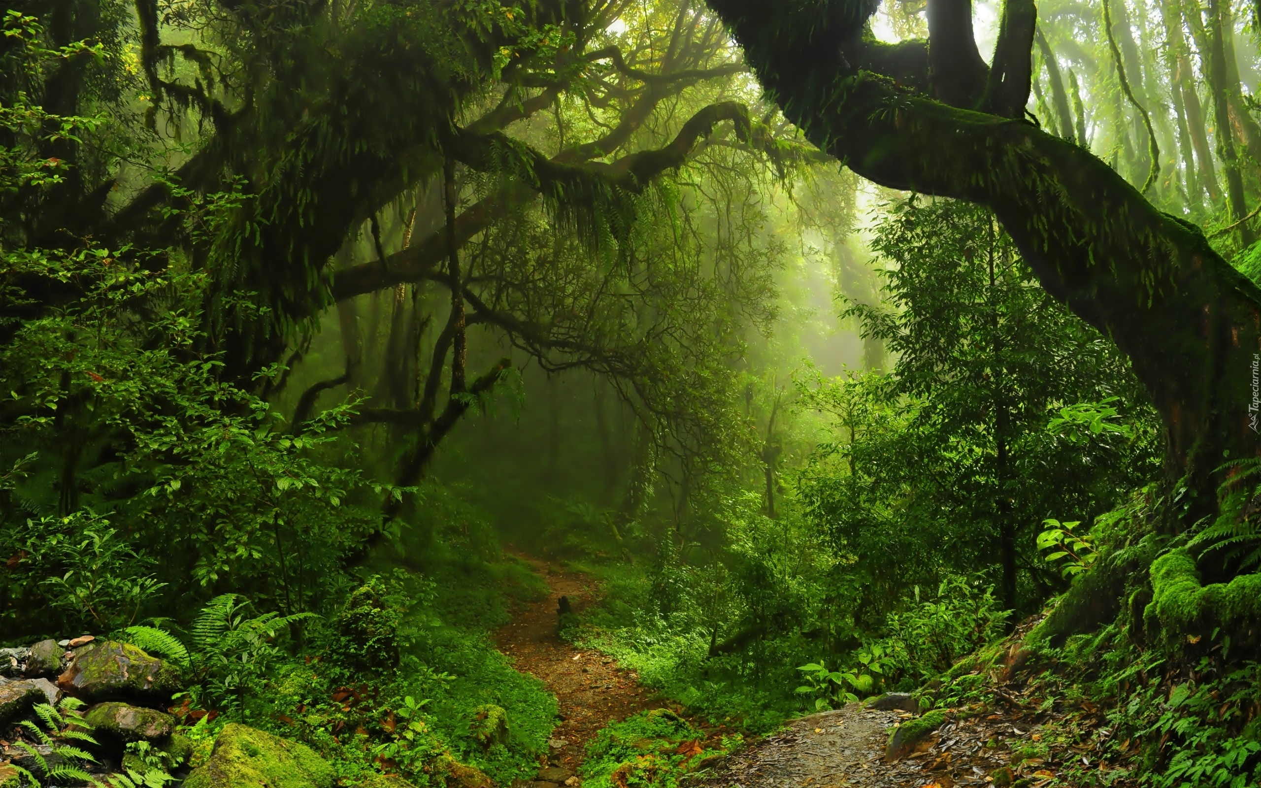 Magiczny, Las, Drzewa, Ścieżka, Mgła