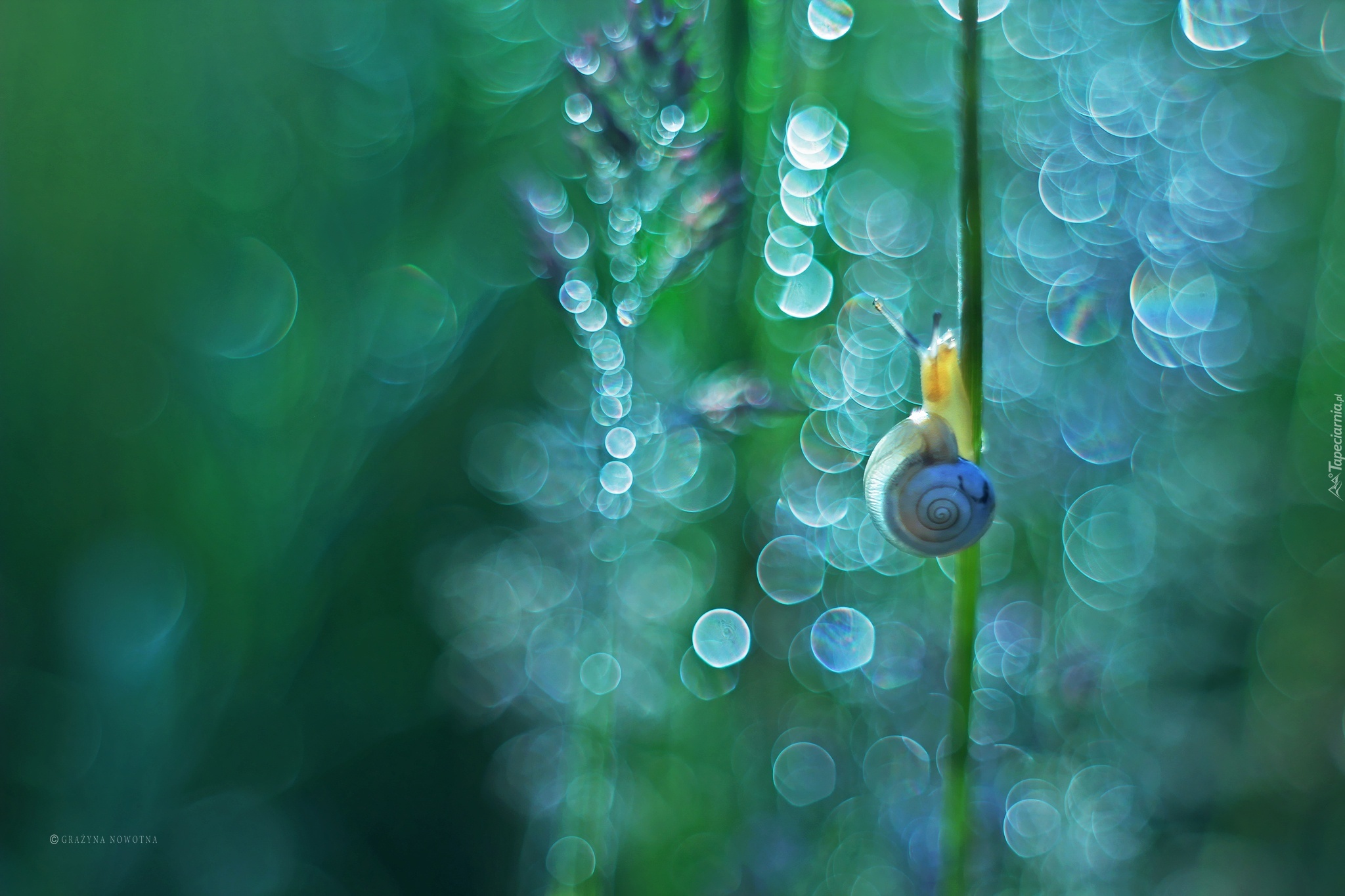 Ślimak, Bokeh, Rośliny