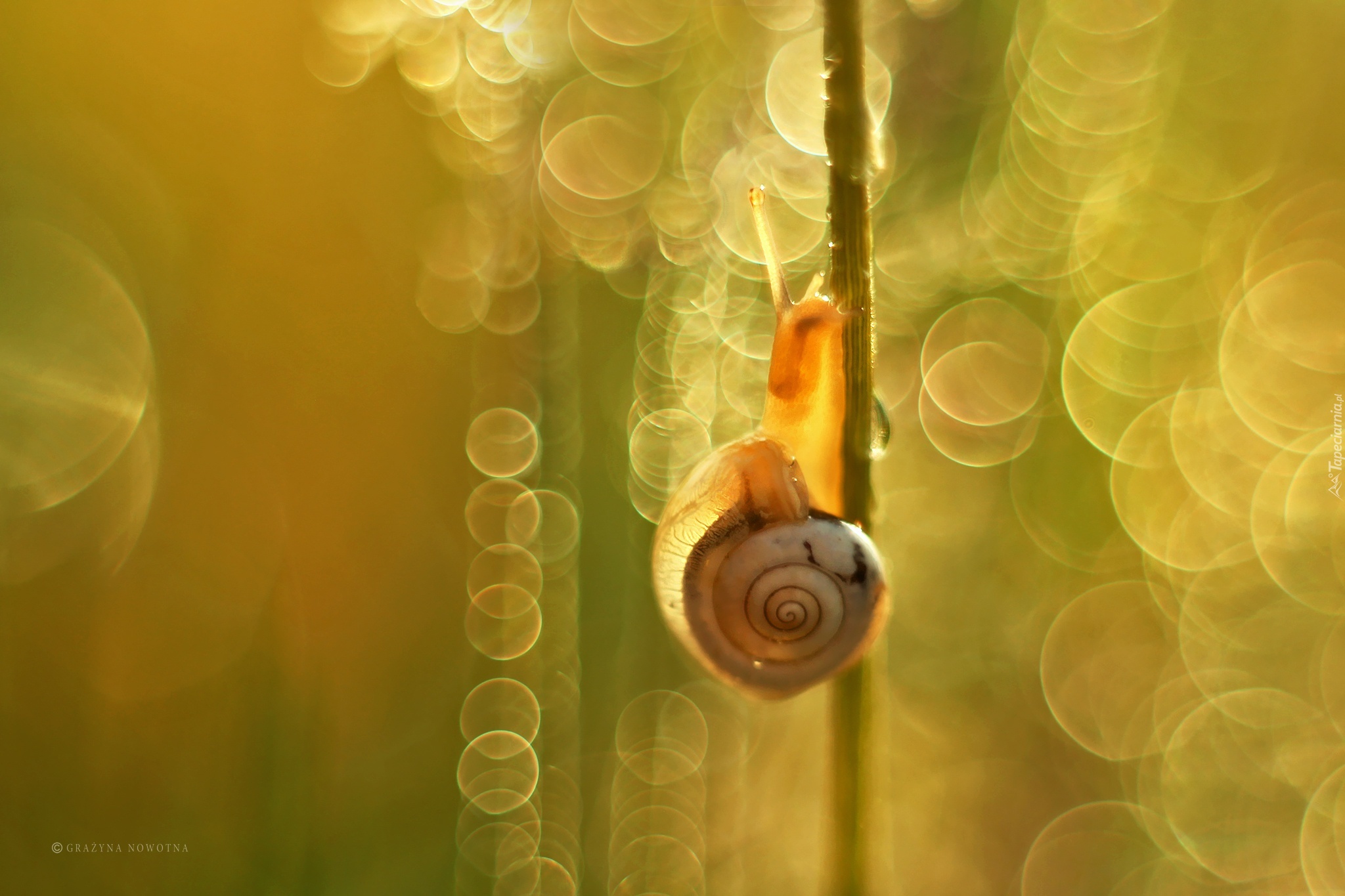 Ślimak, Rośliny, Bokeh