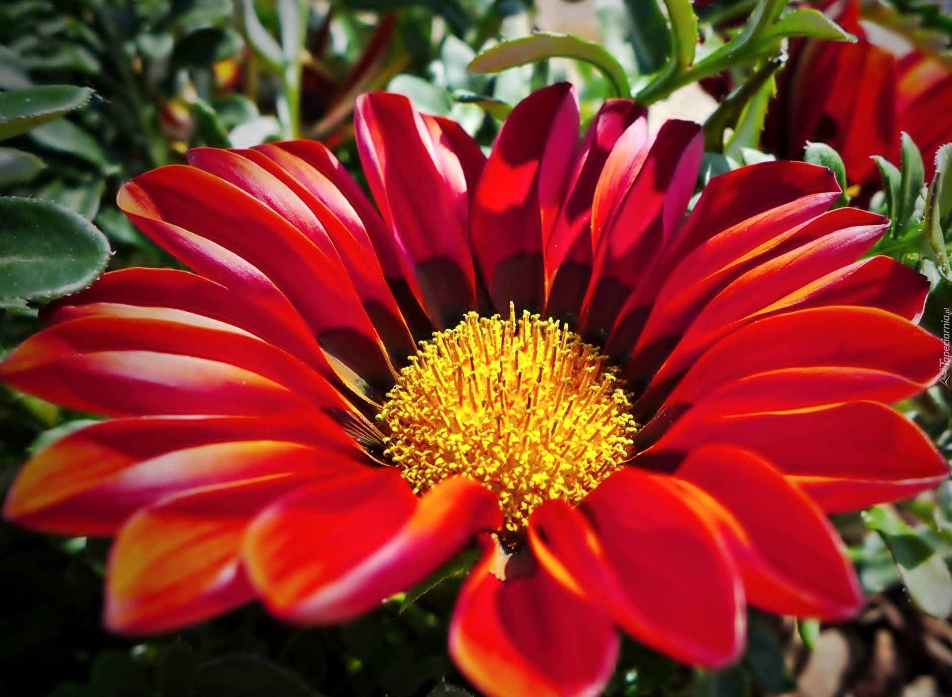 Kwiat, Czerwona, Gazania