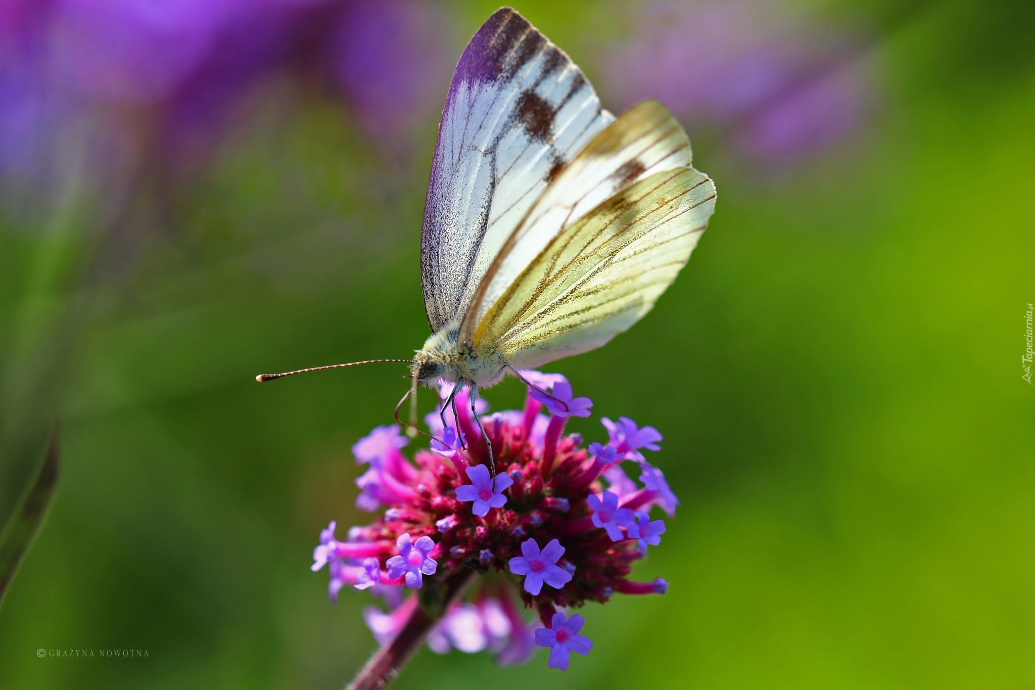 Biały, Motyl, Bielinek, Kwiaty