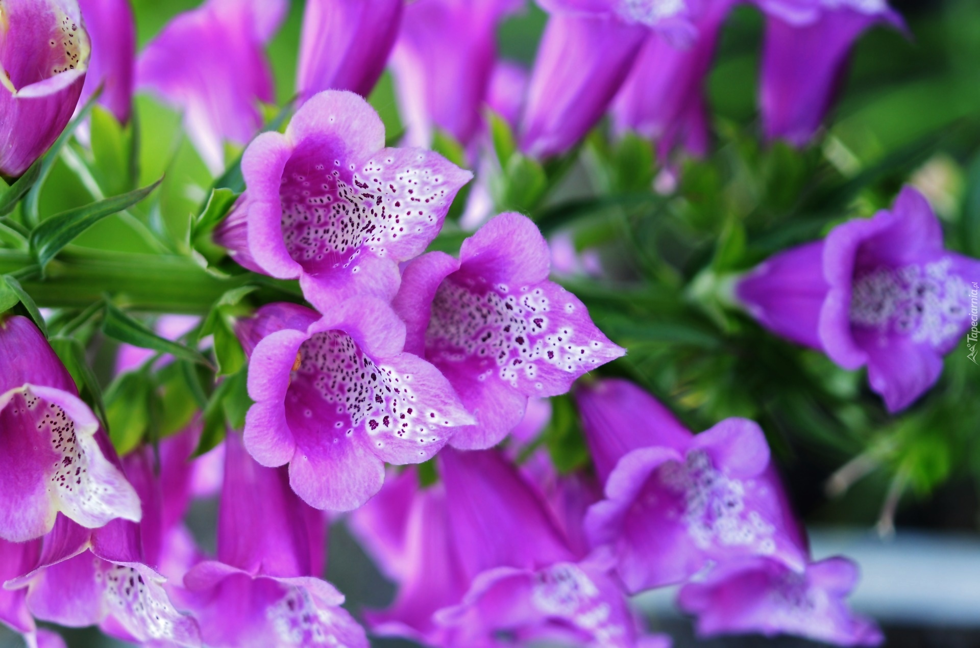 Naparstnica Purpurowa, Kwiat, Makro