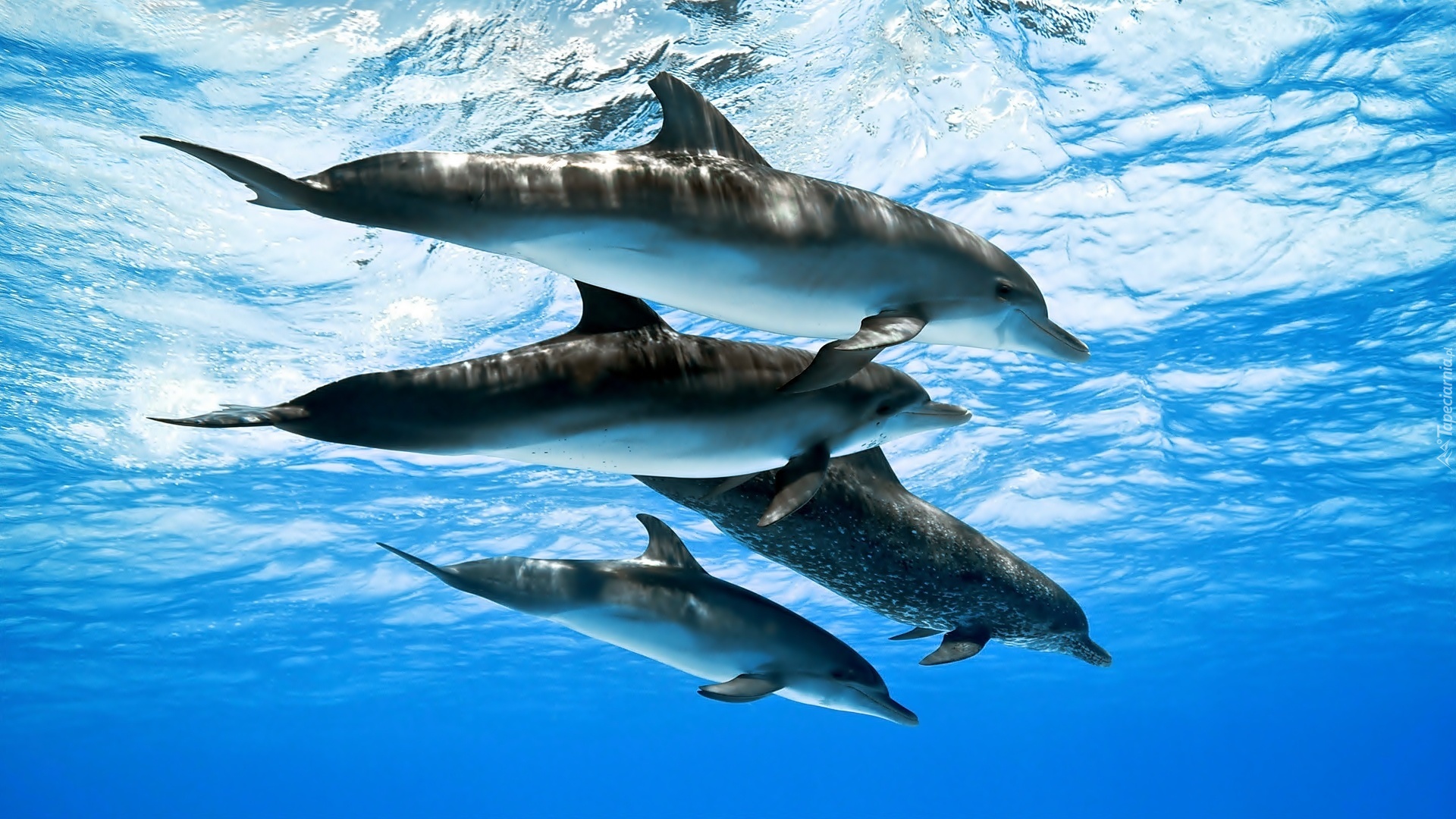 Delfiny, Morze, Fale