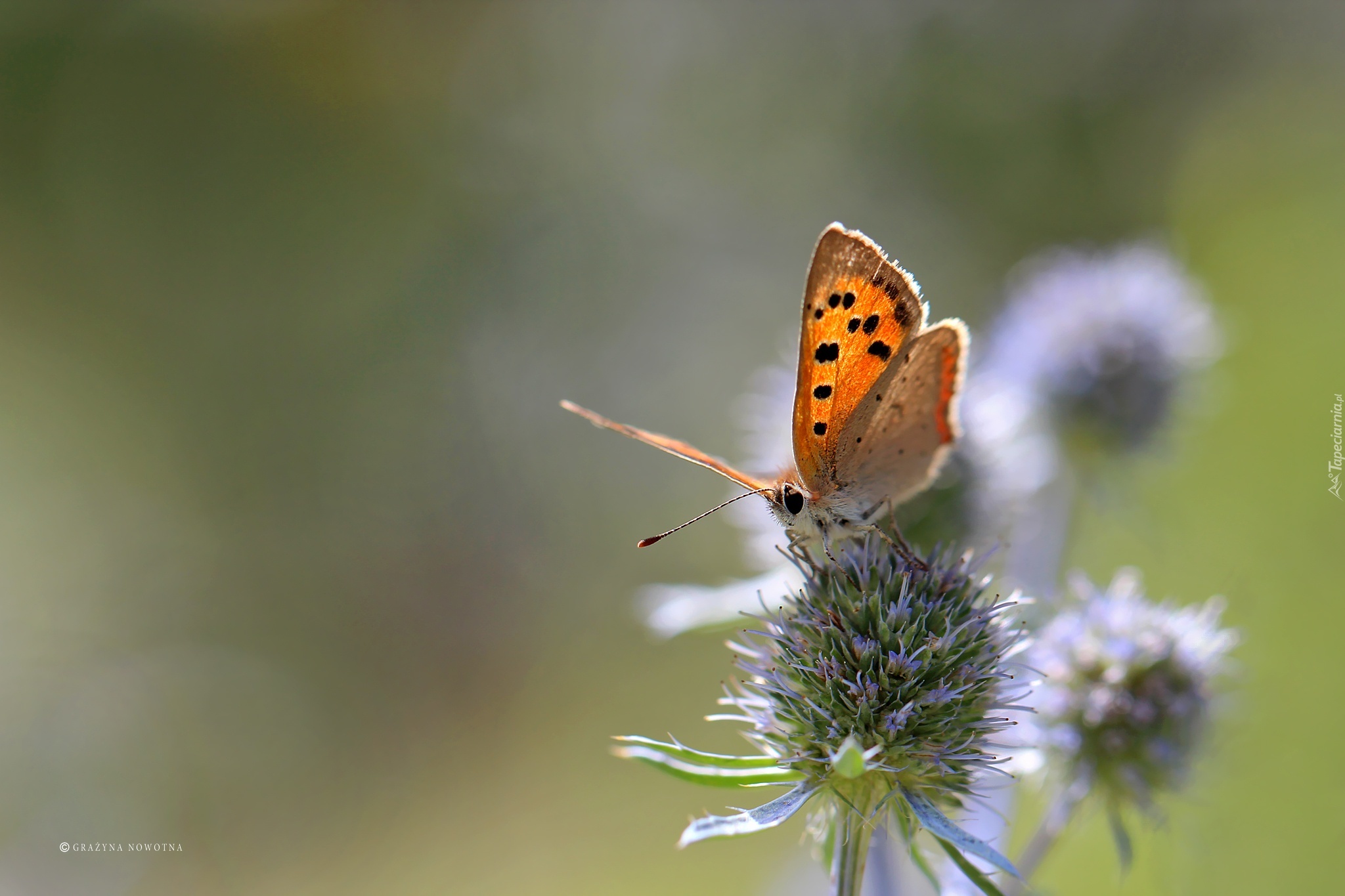 Motyl, Roślina, Mikołajek Nadmorski