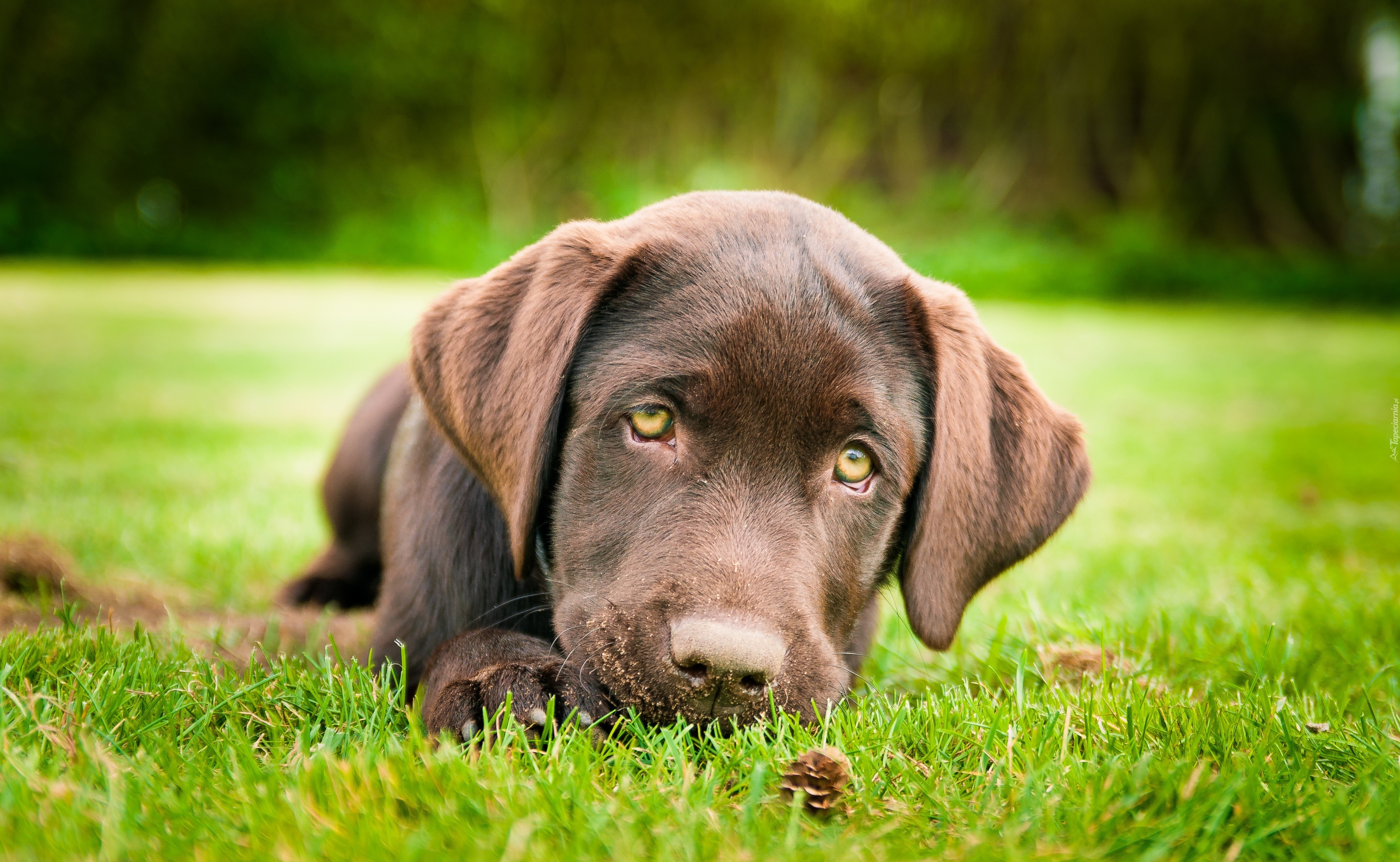 Smutny, Brązowy, Labrador, Retriever