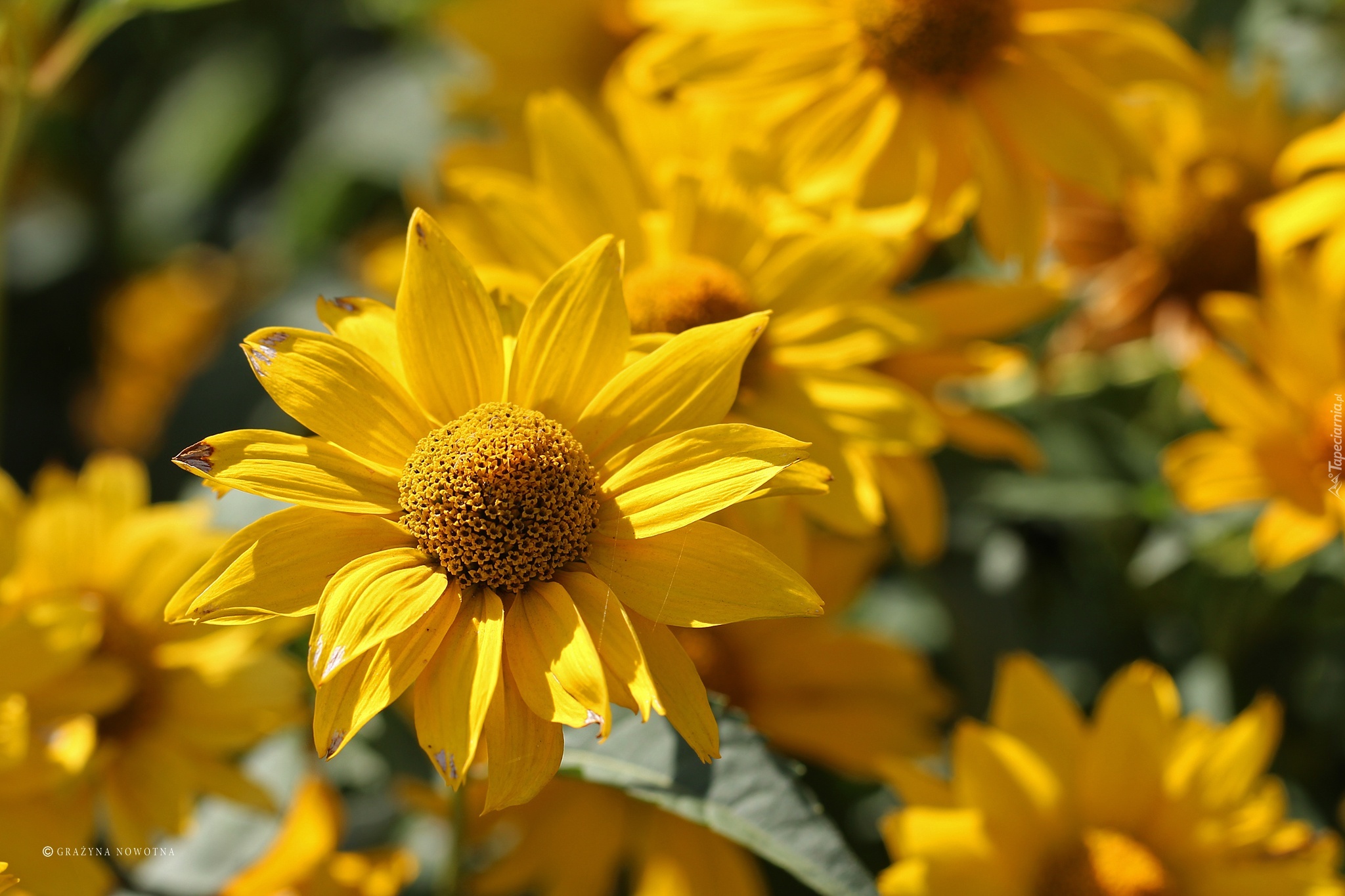 Rudbekia, Żółty, Kwiat