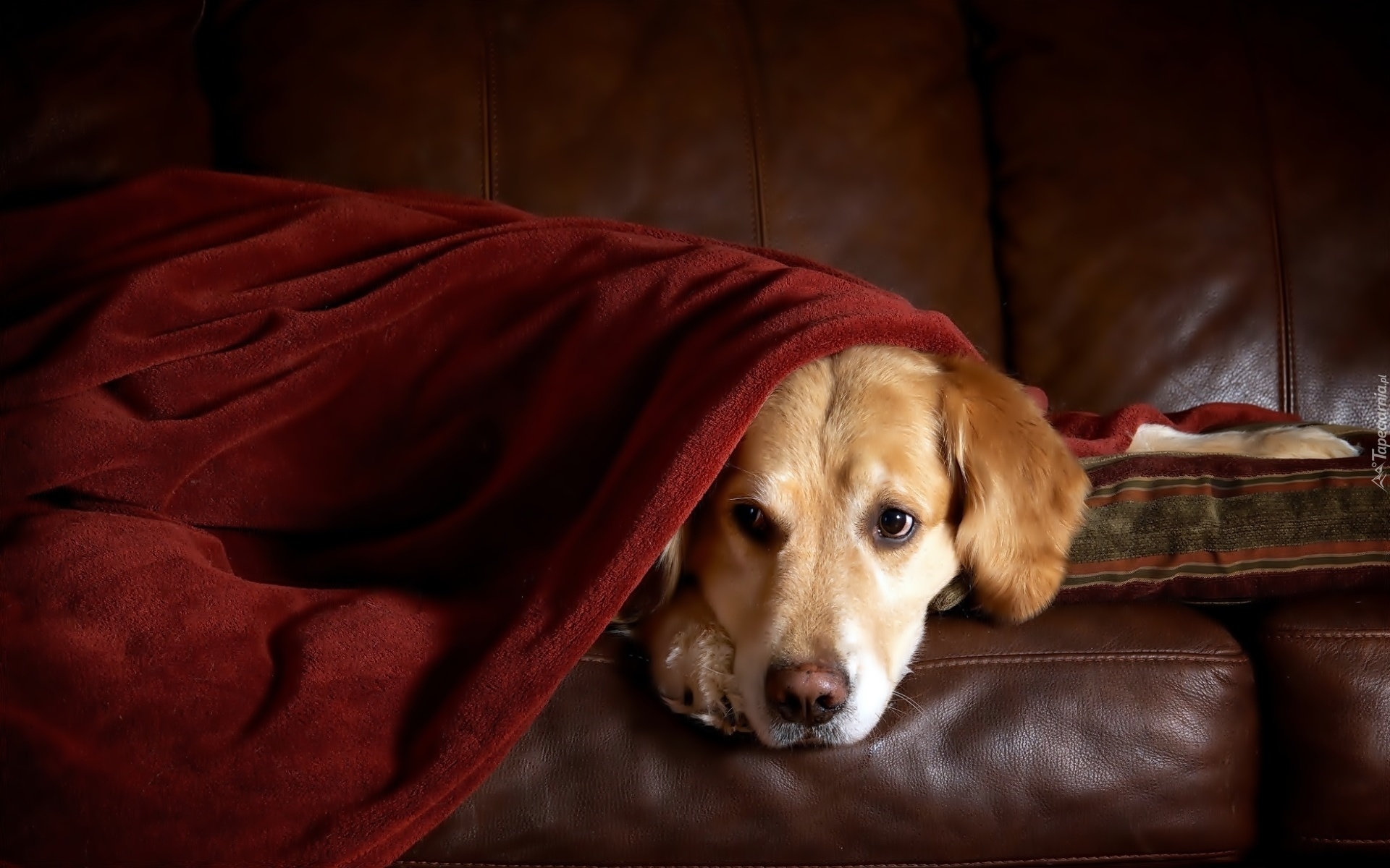 Golden, Retriever, Kanapa, Odpoczynek