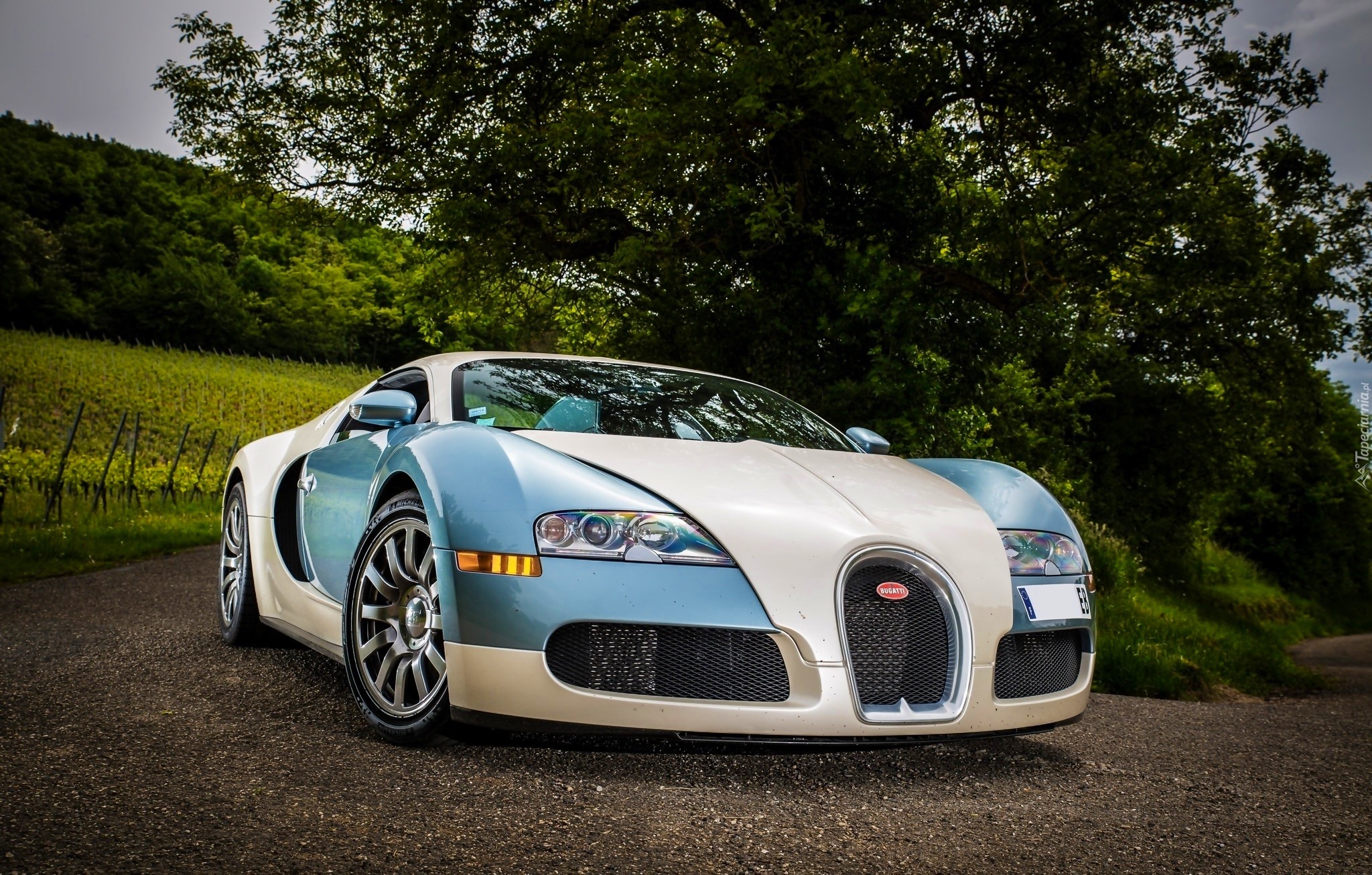 Bugatti Veyron, Droga, Drzewa