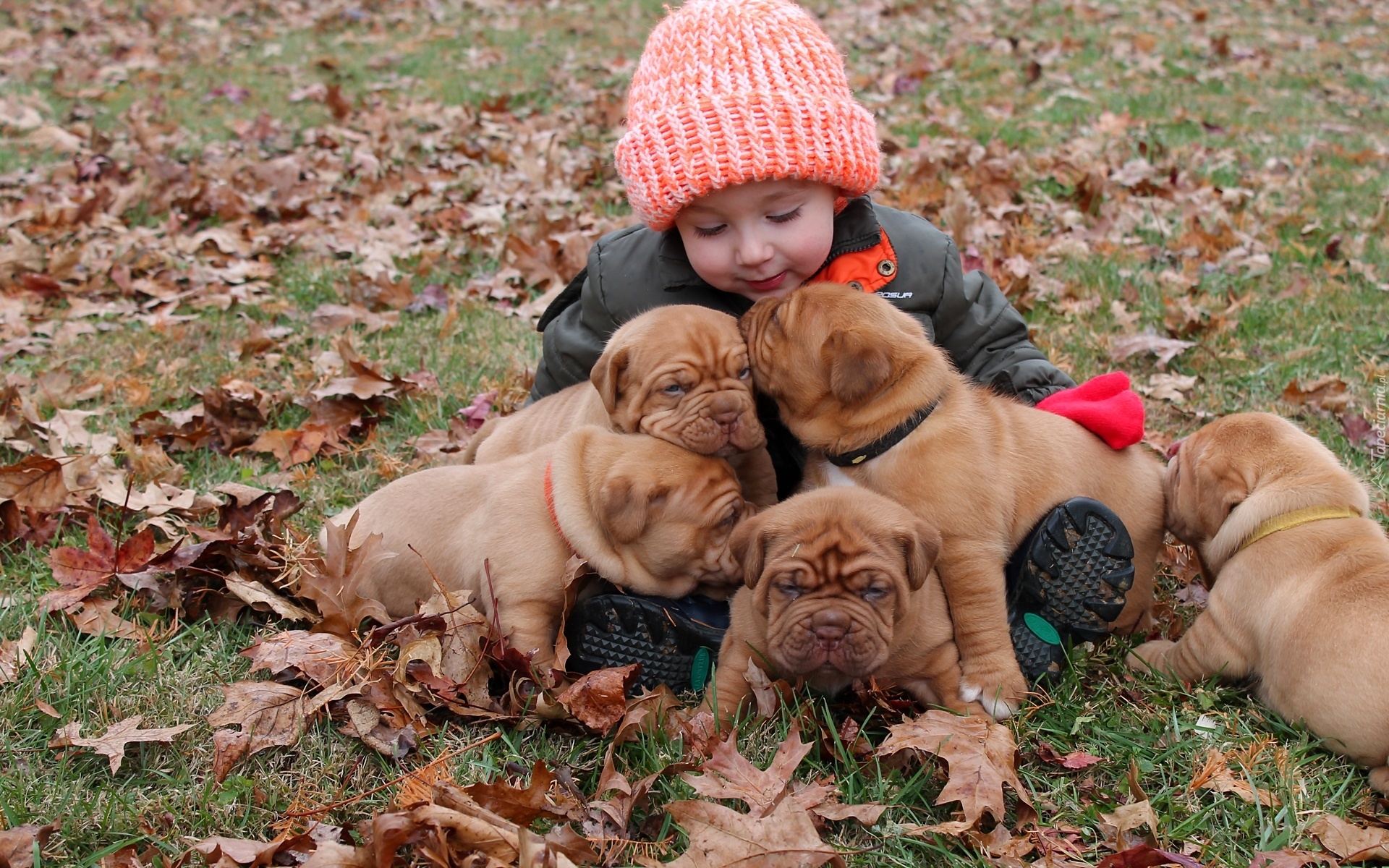 Dziecko, Pieski, Szczeniaki, Dog de Bordeaux