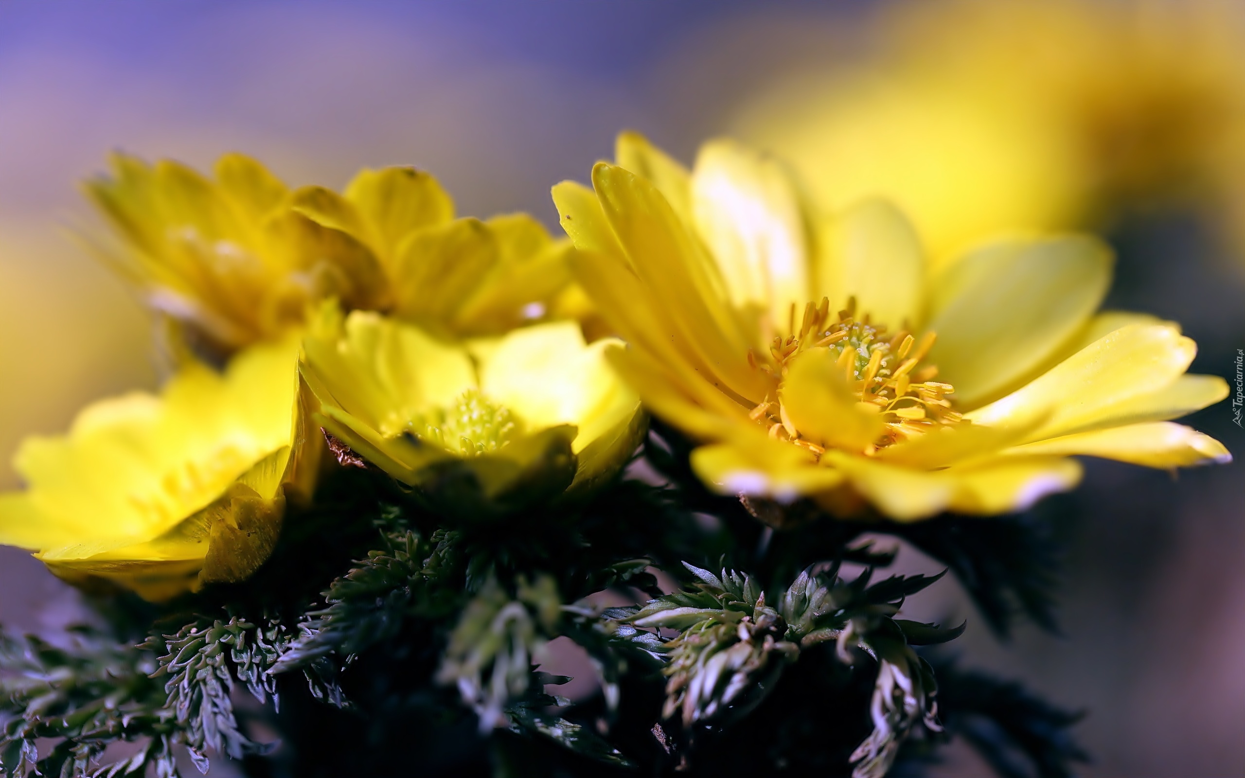 Żółte, Kwiaty, Makro