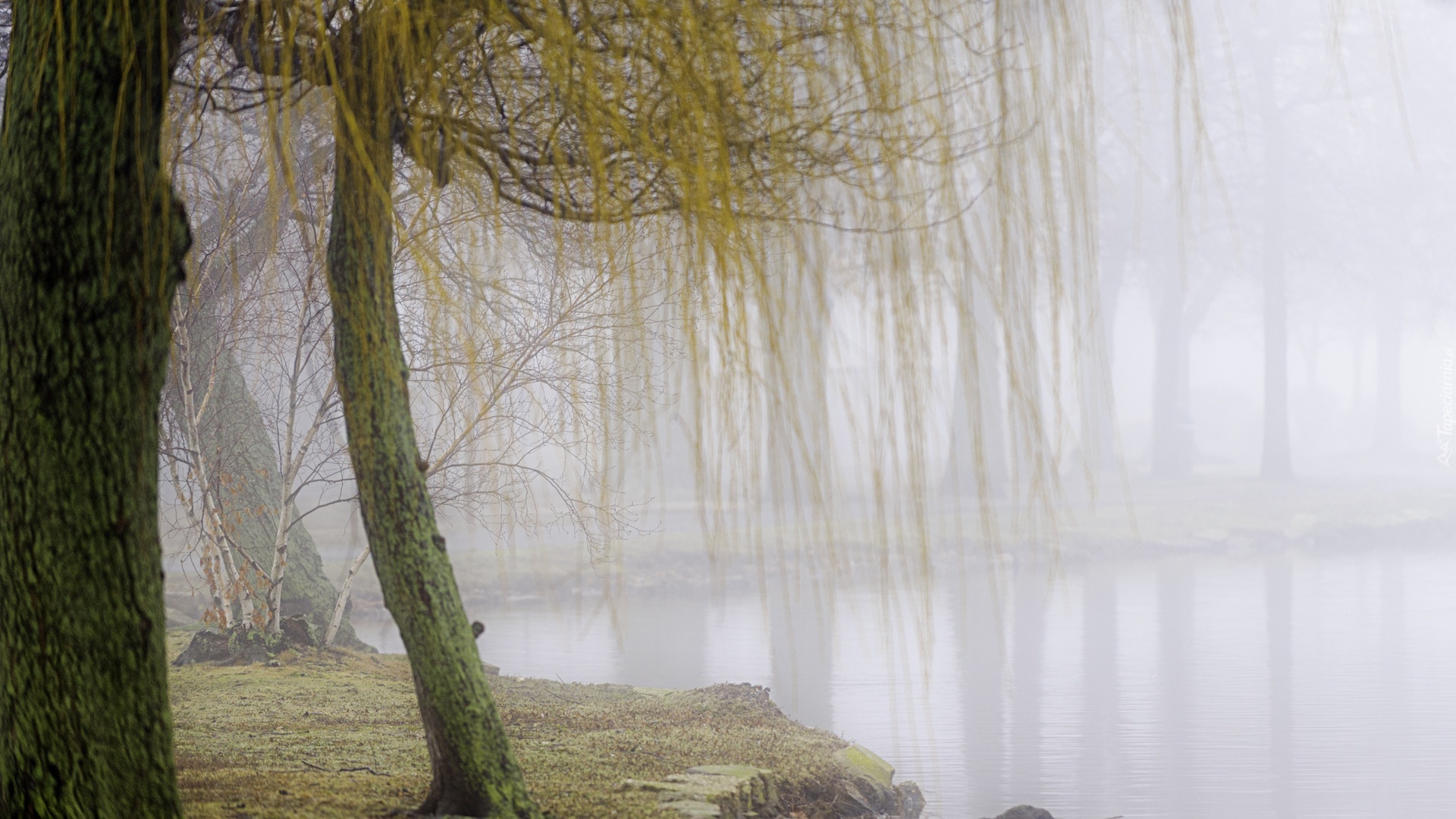 Park, Poranna, Mgła