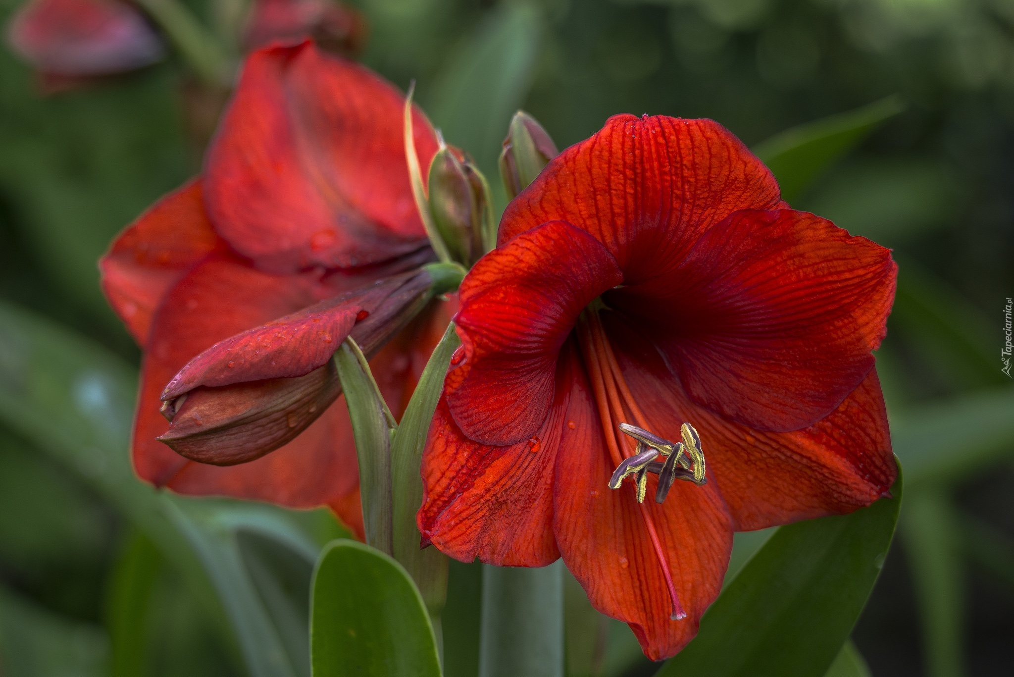 Amarylis, Gippeastrum