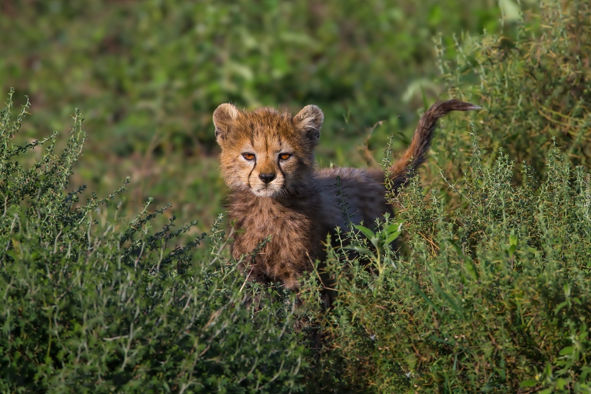 Mały, Gepard, Roślinność