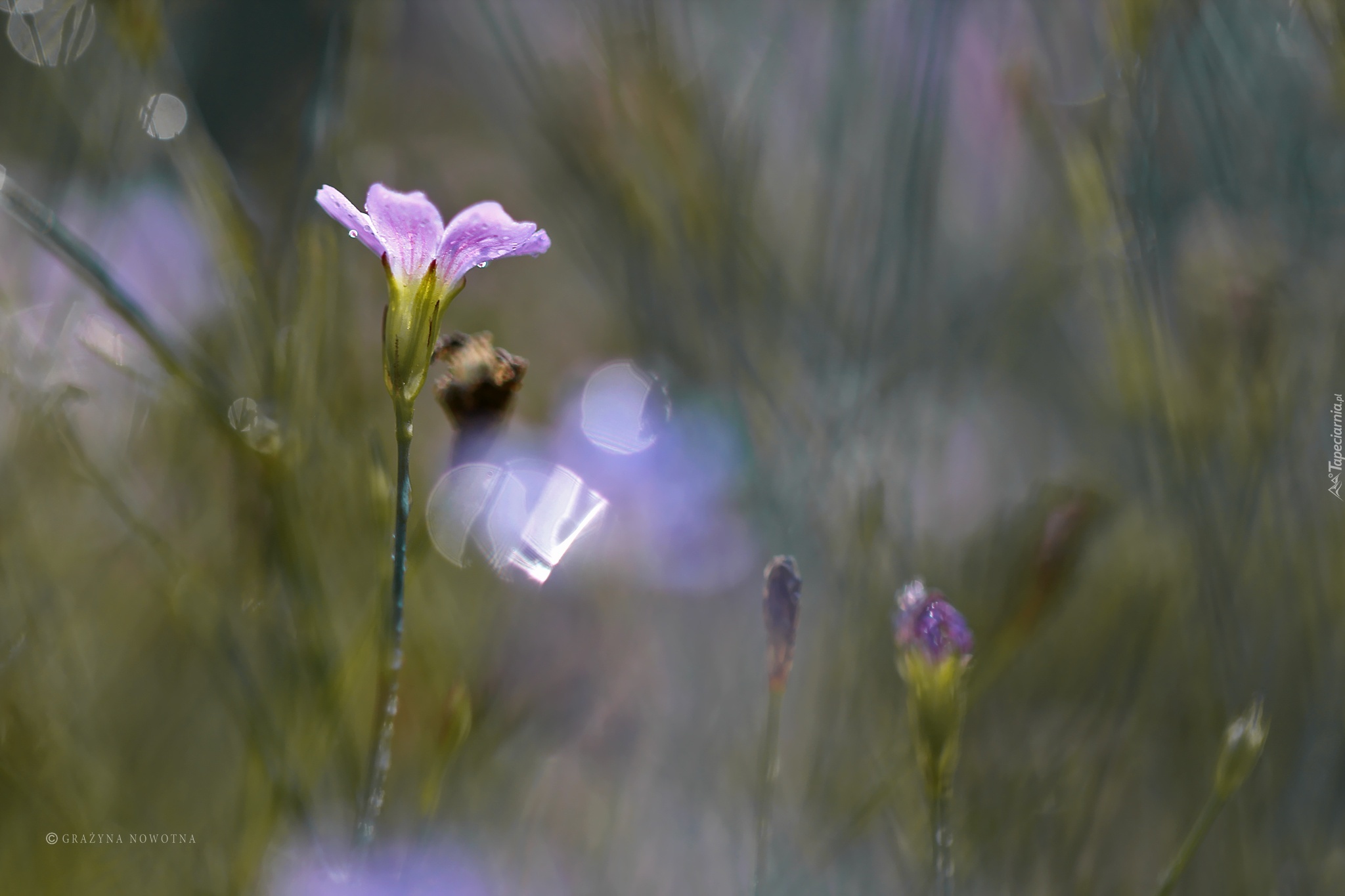 Fioletowy, Kwiat, Bokeh