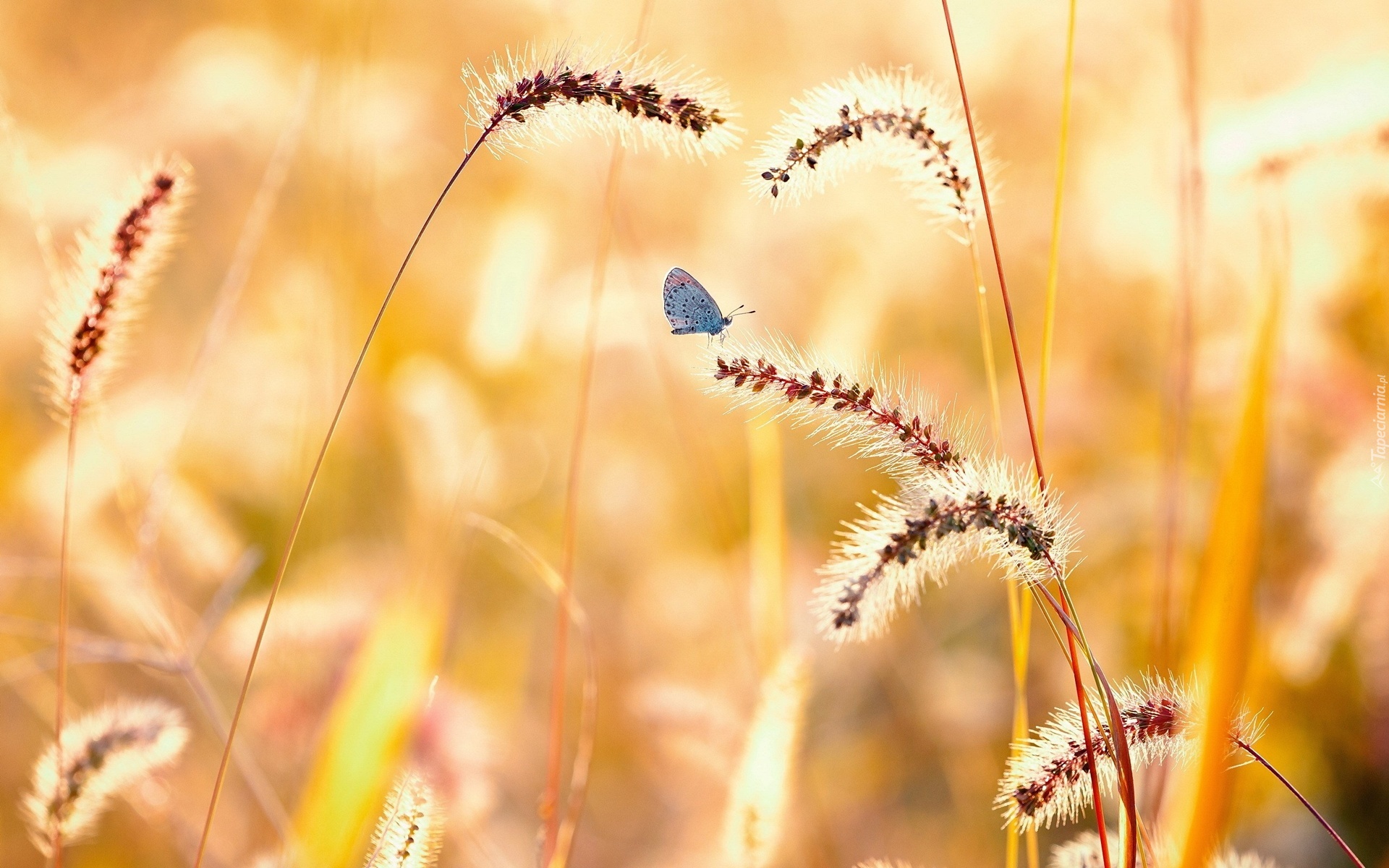 Trawa, Motyl