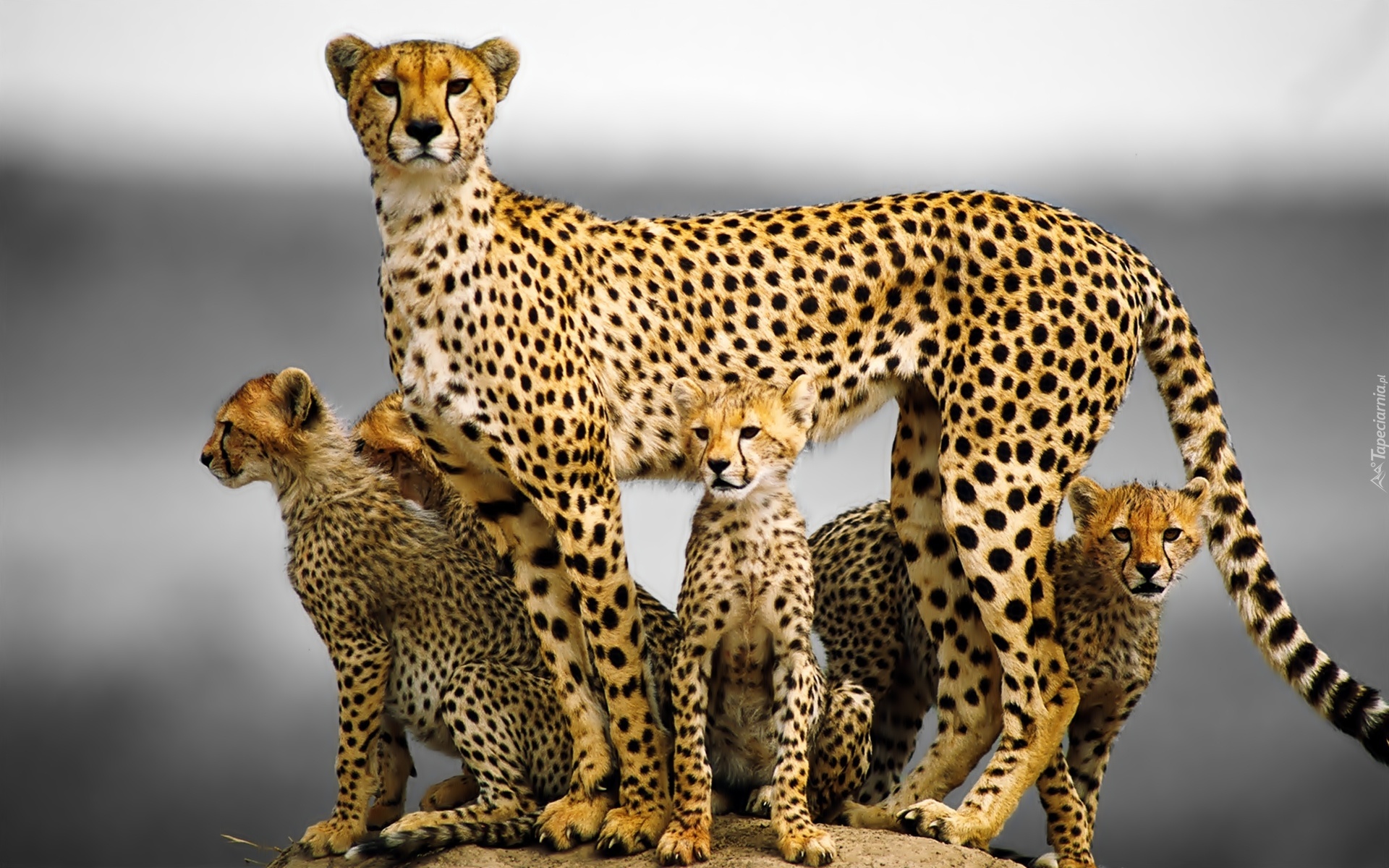Gepardy, Rodzina