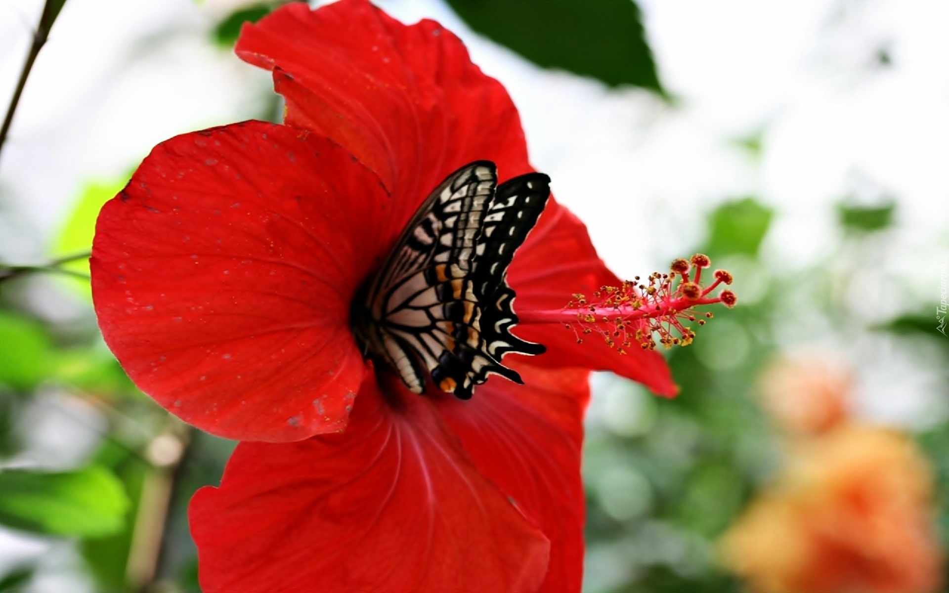 Hibiskus, Motyl