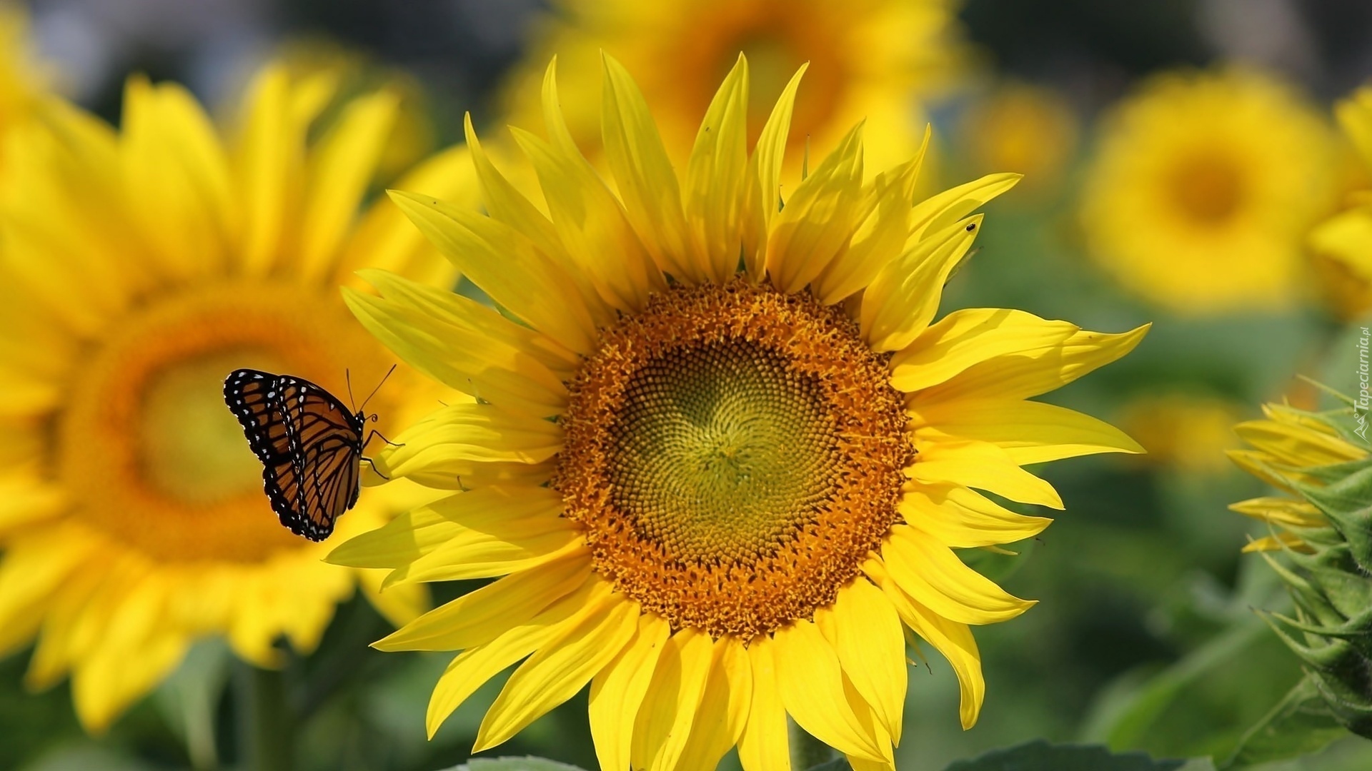Motyl, Słonecznik