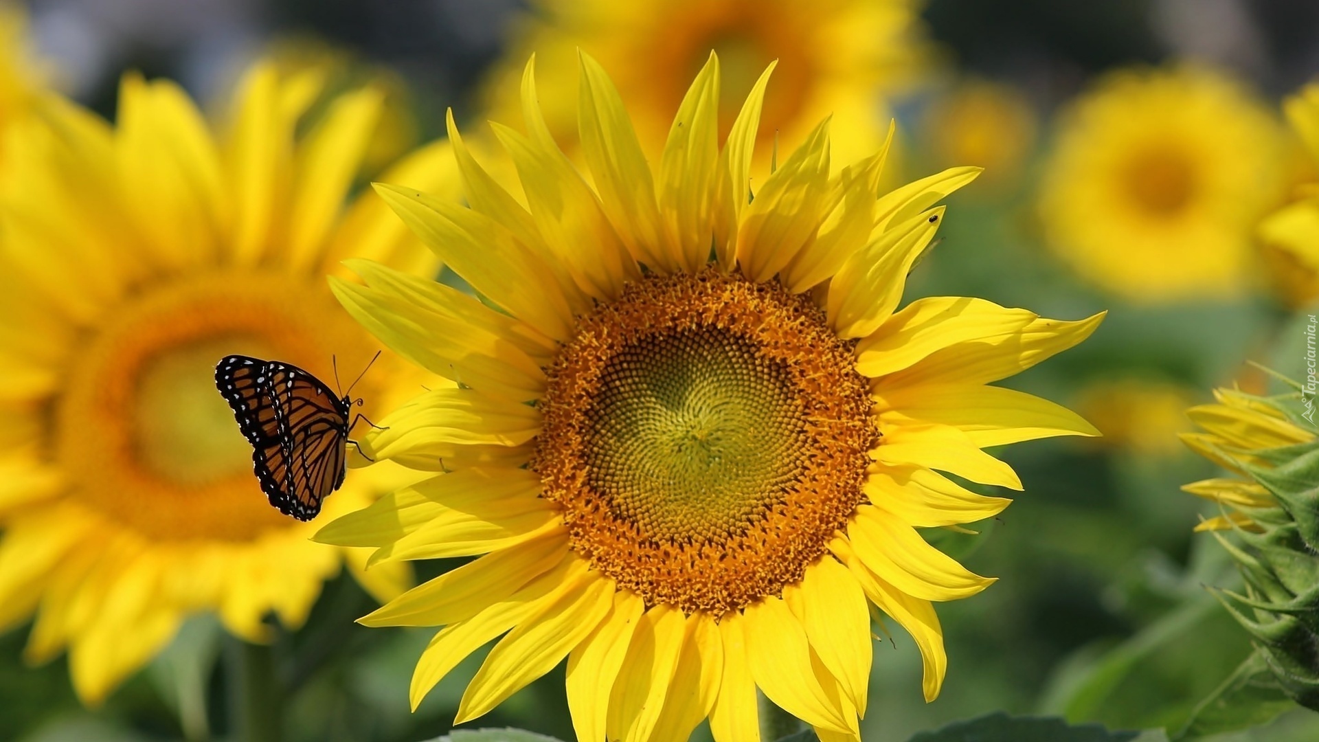 Motyl, Słonecznik