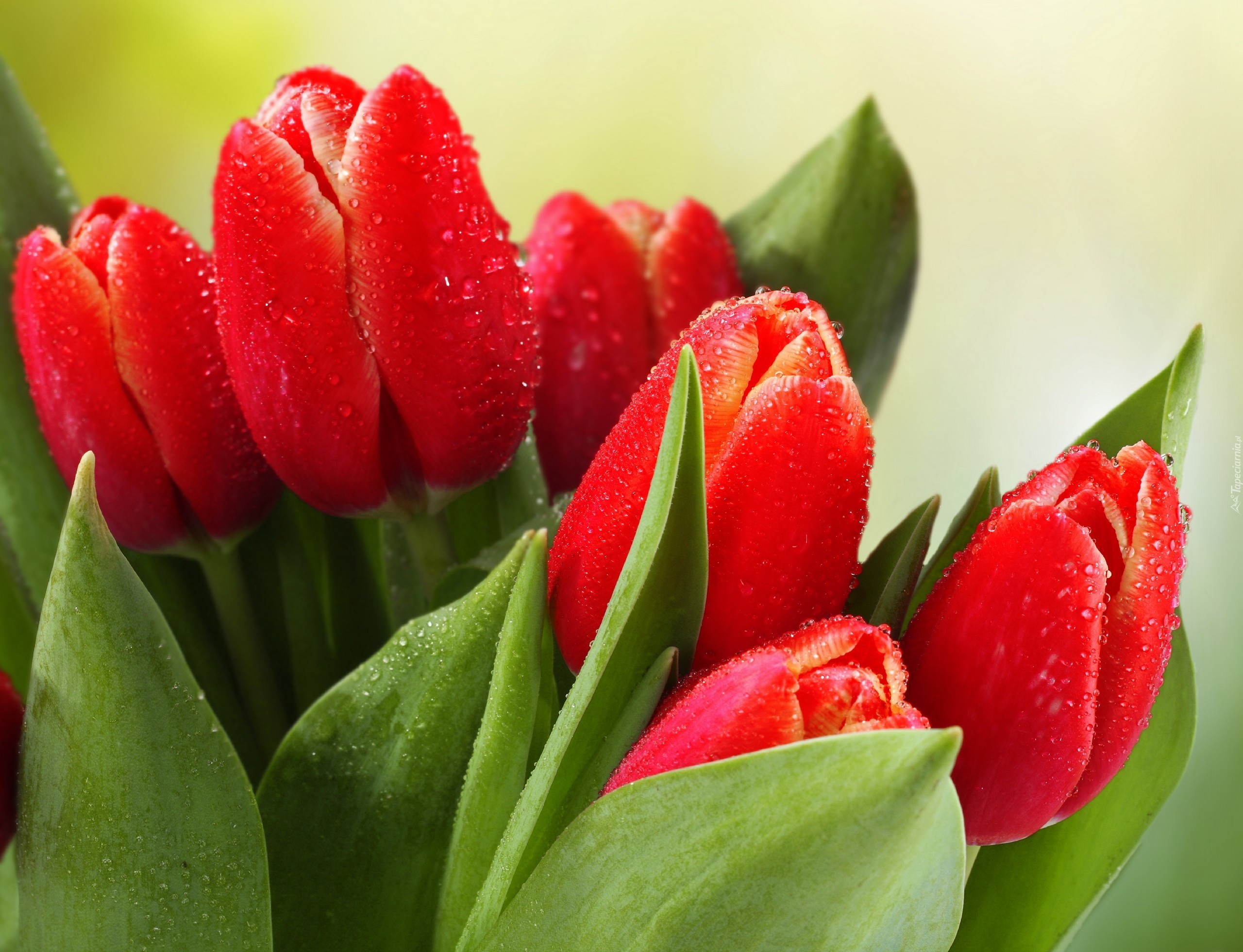 Piękne, Tulipany