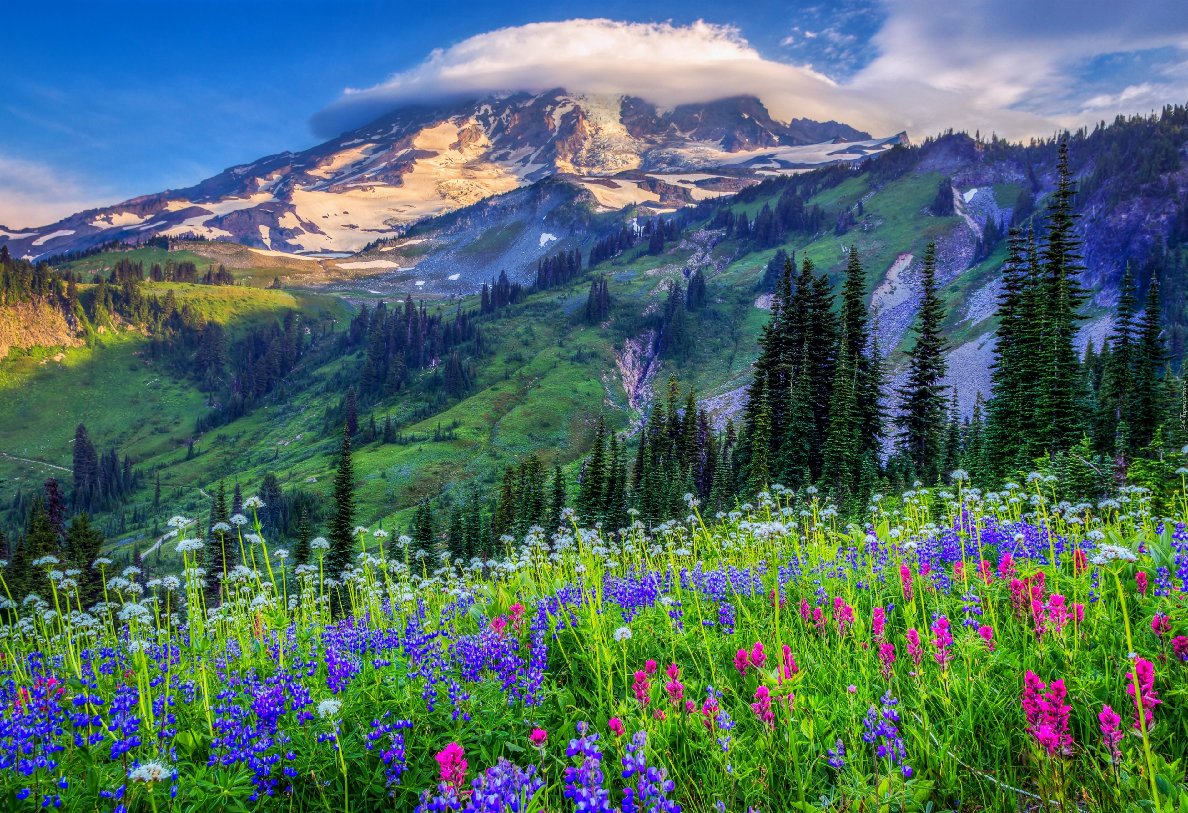 Поляна в горах. Национальный парк Олимпик Луга горы цветы Поляна. Альпийские Луга США. Цветы в горах. Горный пейзаж.