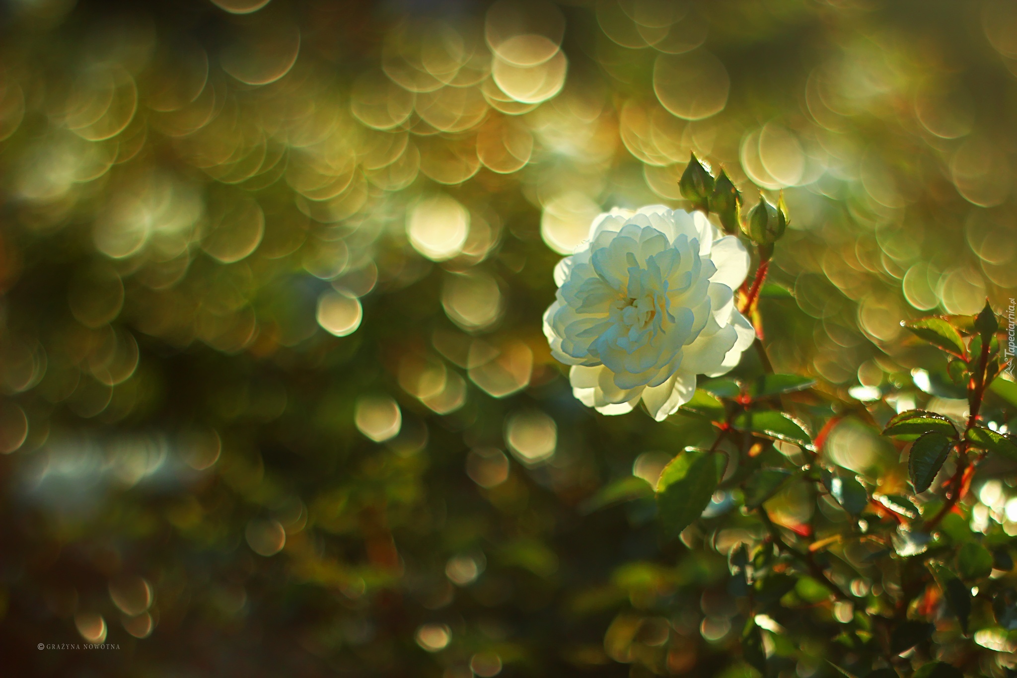 Biała, Róża, Kwiat, Bokeh