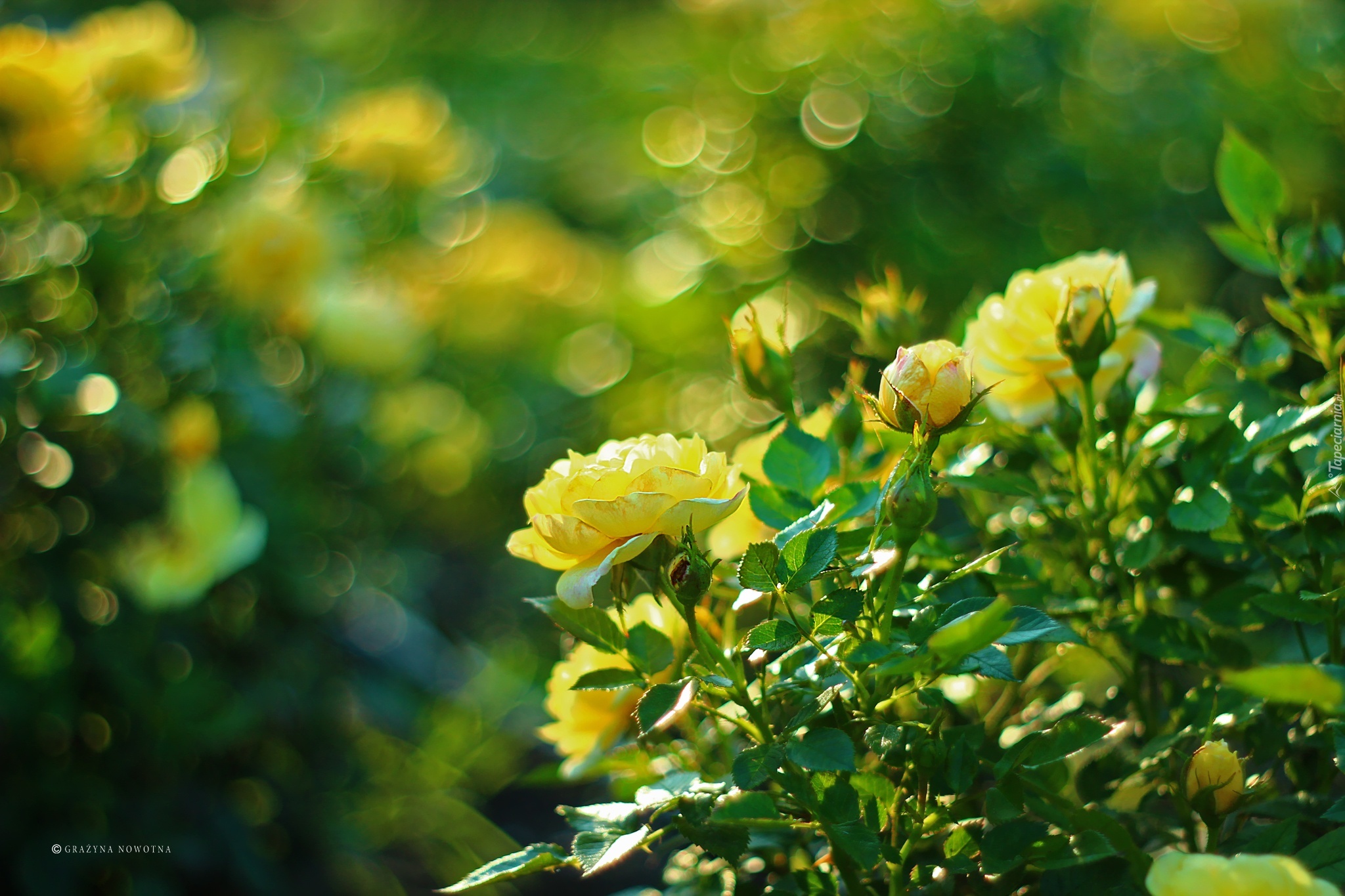 Żółte, Róże, Kwiaty, Bokeh