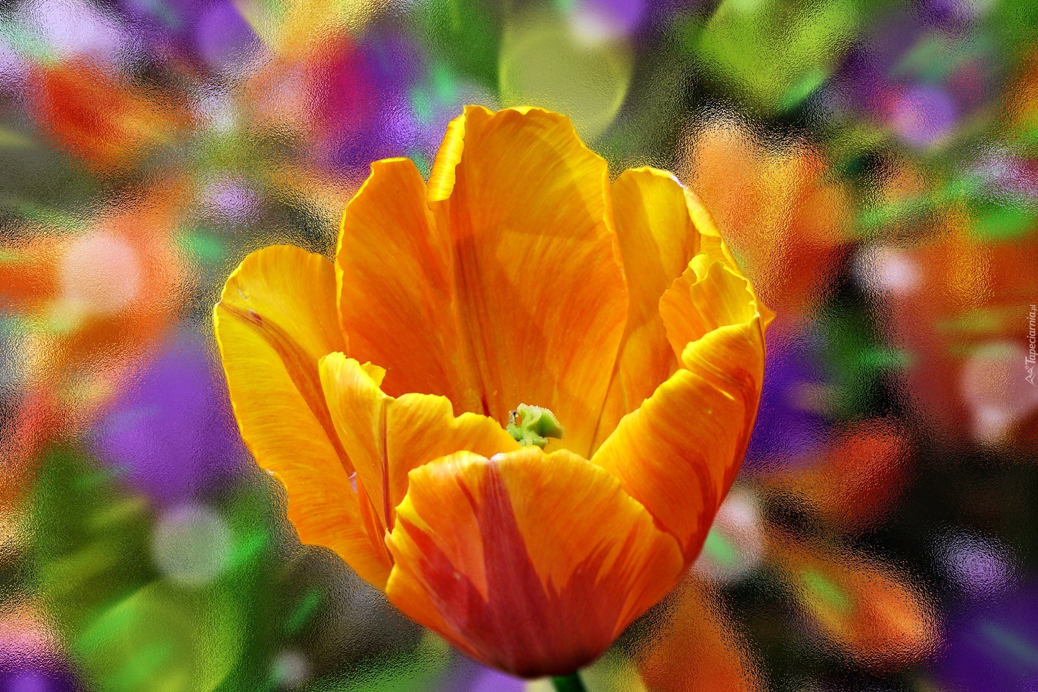 Tulipan, Pomarańczowy, Kwiat, Szyba, Makro