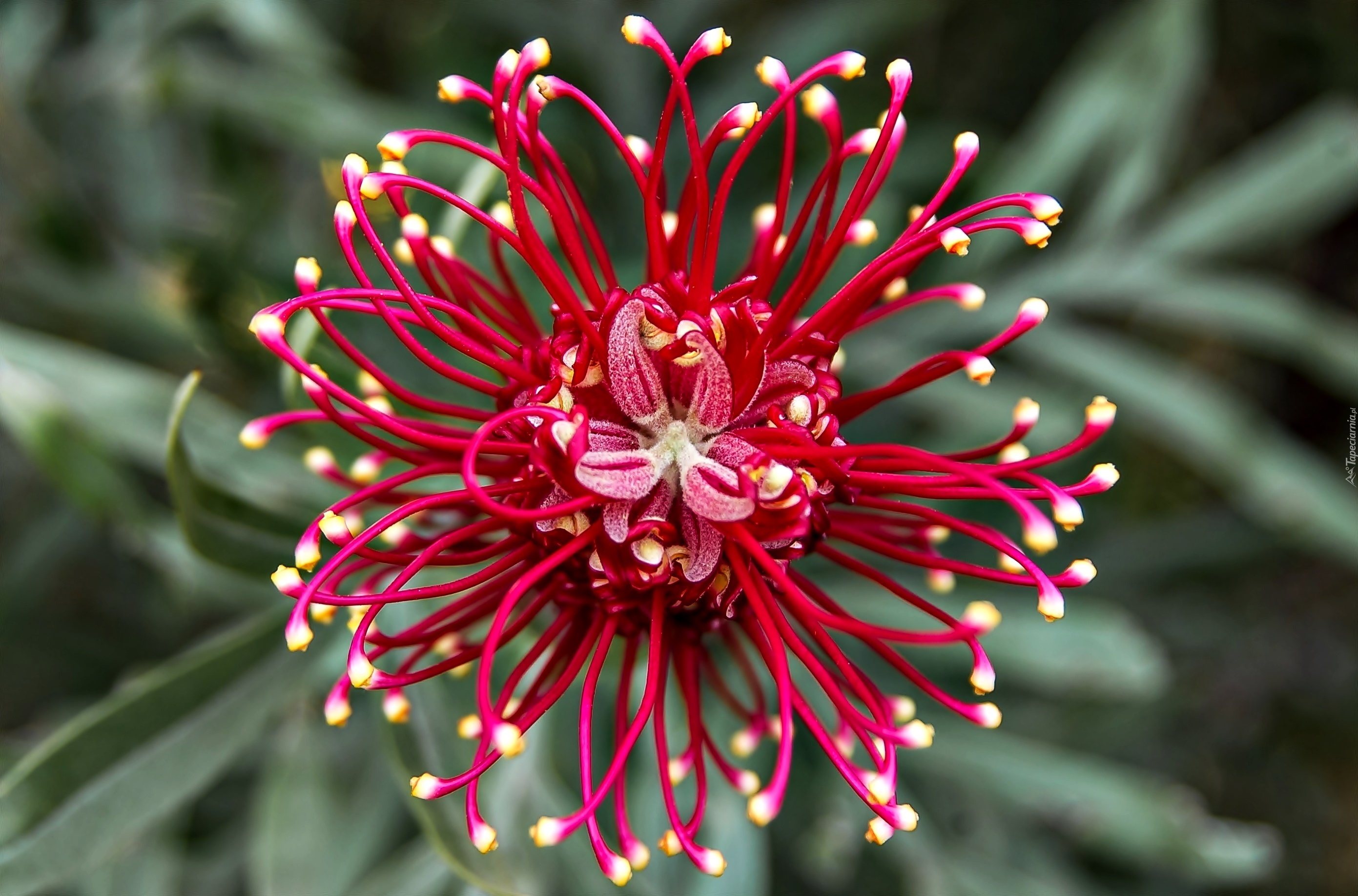 Grevillea, Australijski, Kwiat, Makro