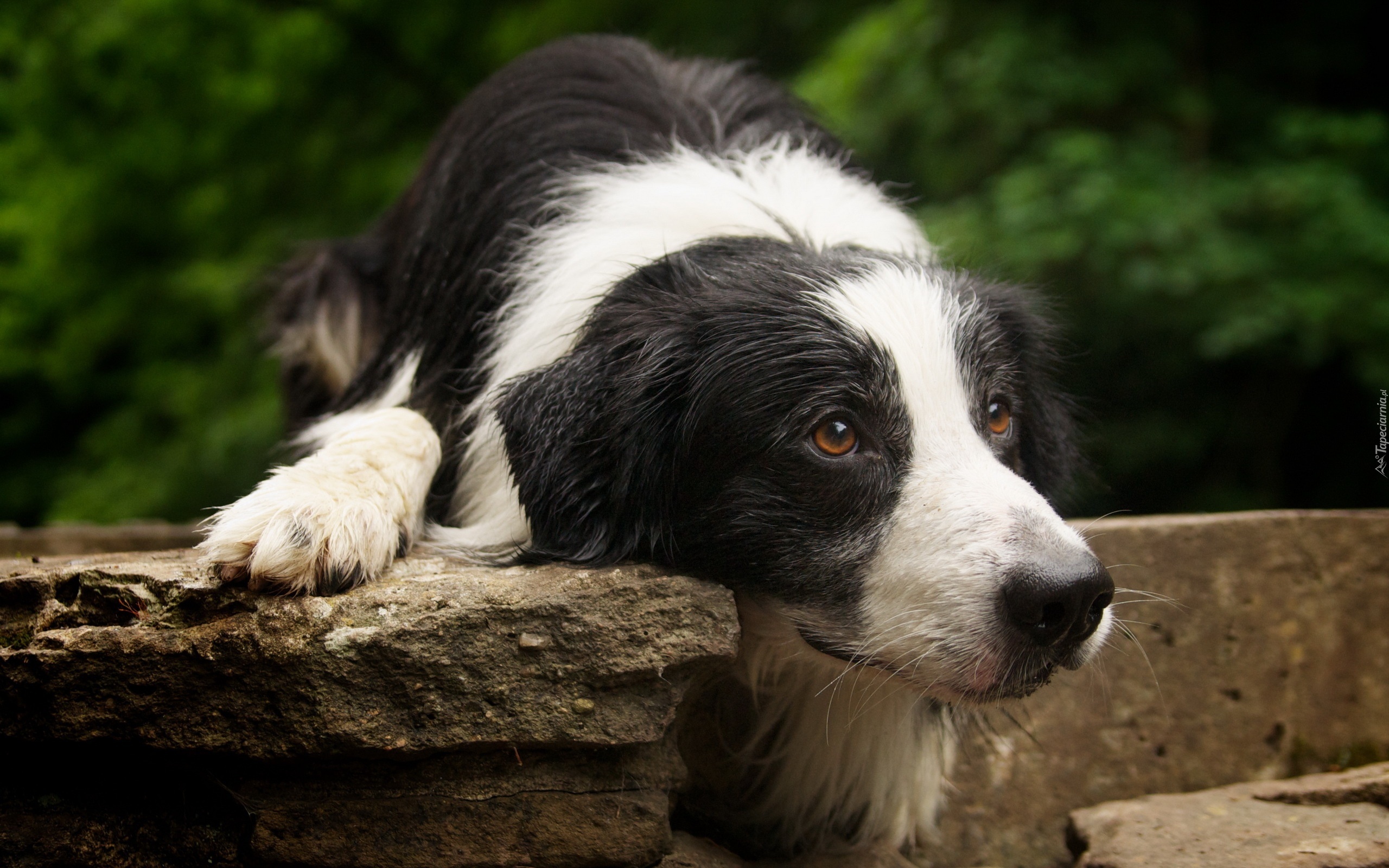 Biało, Czarny, Pies, Brązowe, Oczy, Border Collie