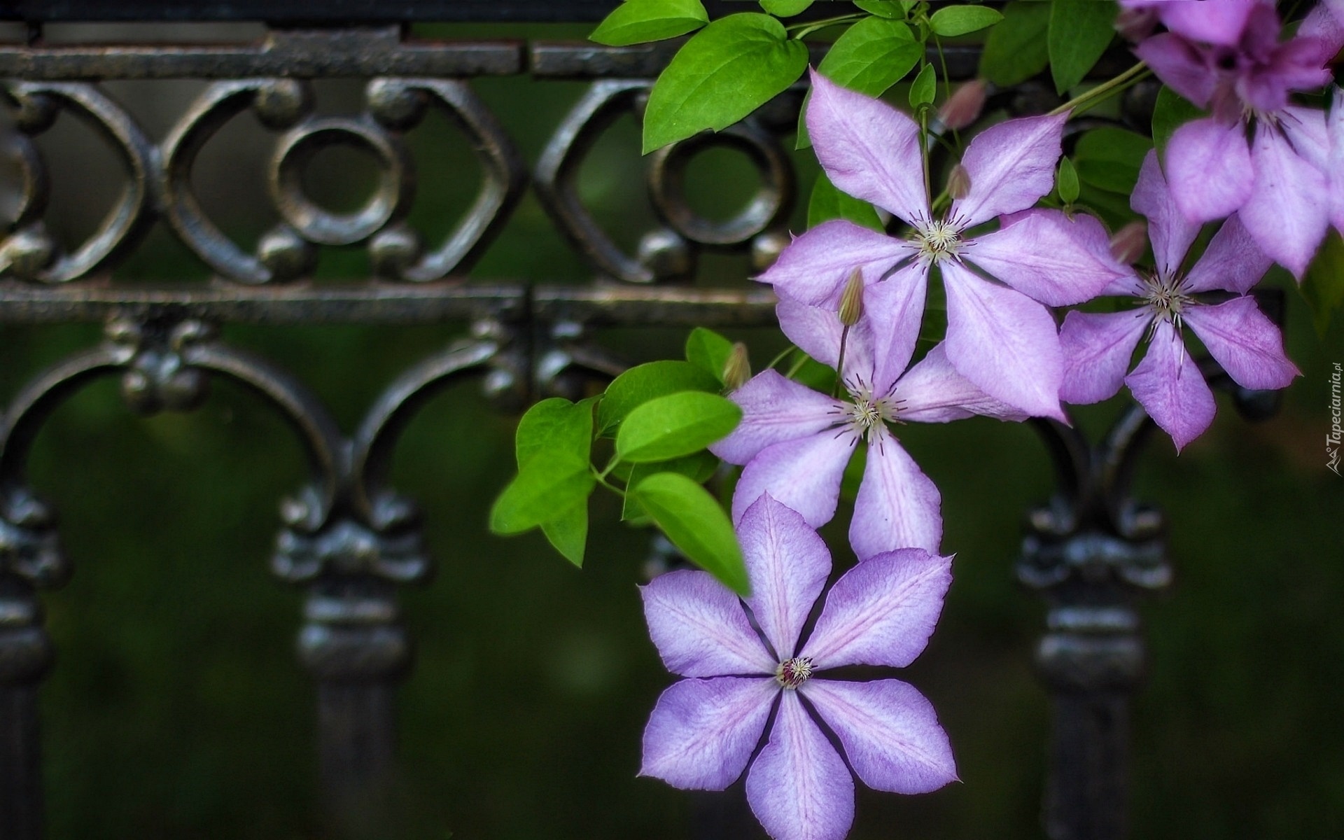 Fioletowe, Kwiaty, Clematis