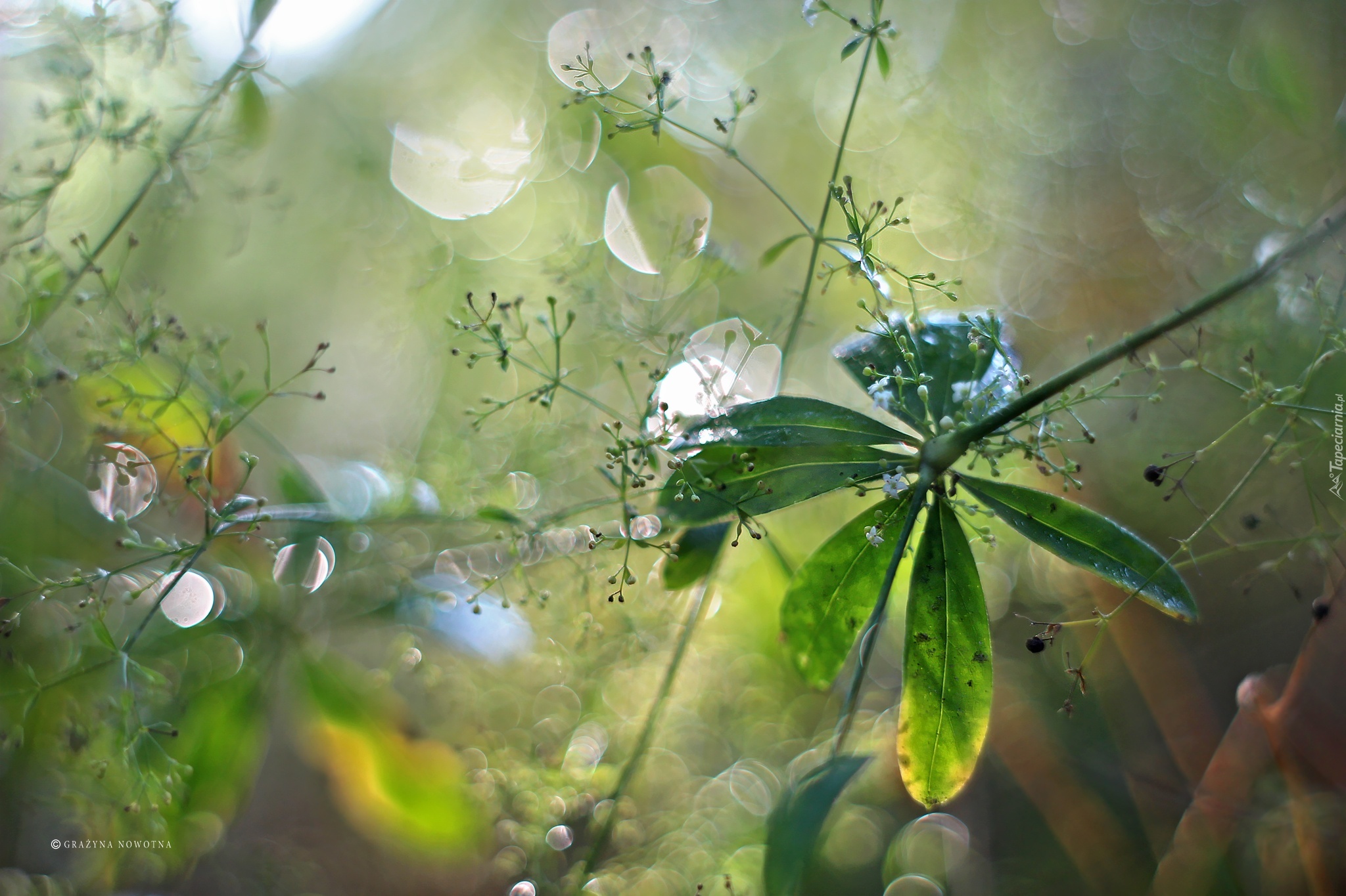 Liście, Rośliny, Bokeh