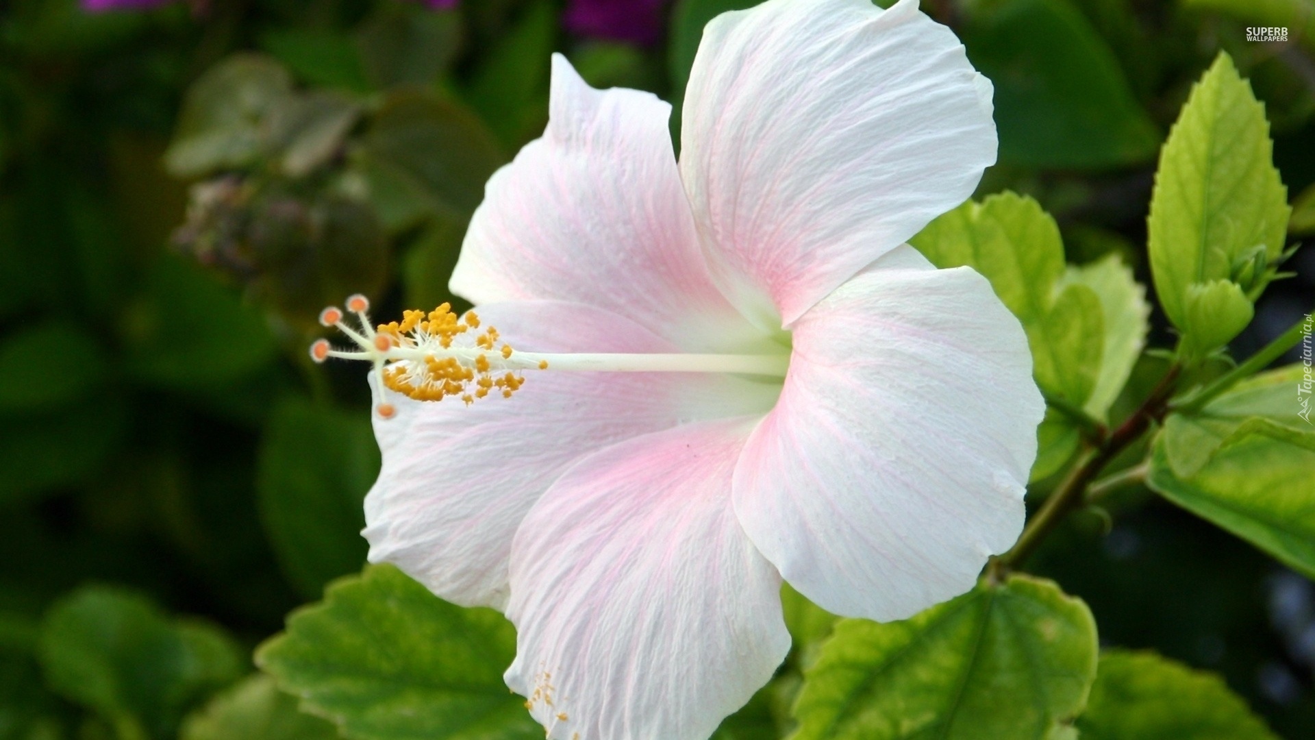 Biały, Kwiaty, Hibiskus