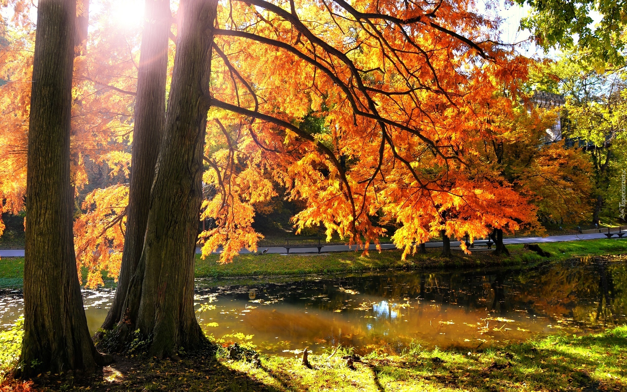 Jesień, Park, Rzeczka, Drzewa, Słońce