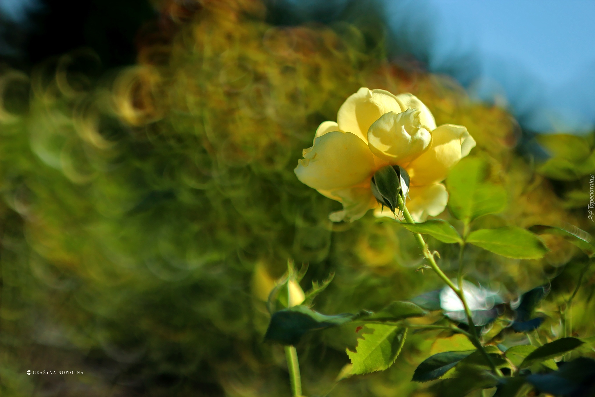 Żółta, RóżA, Bokeh