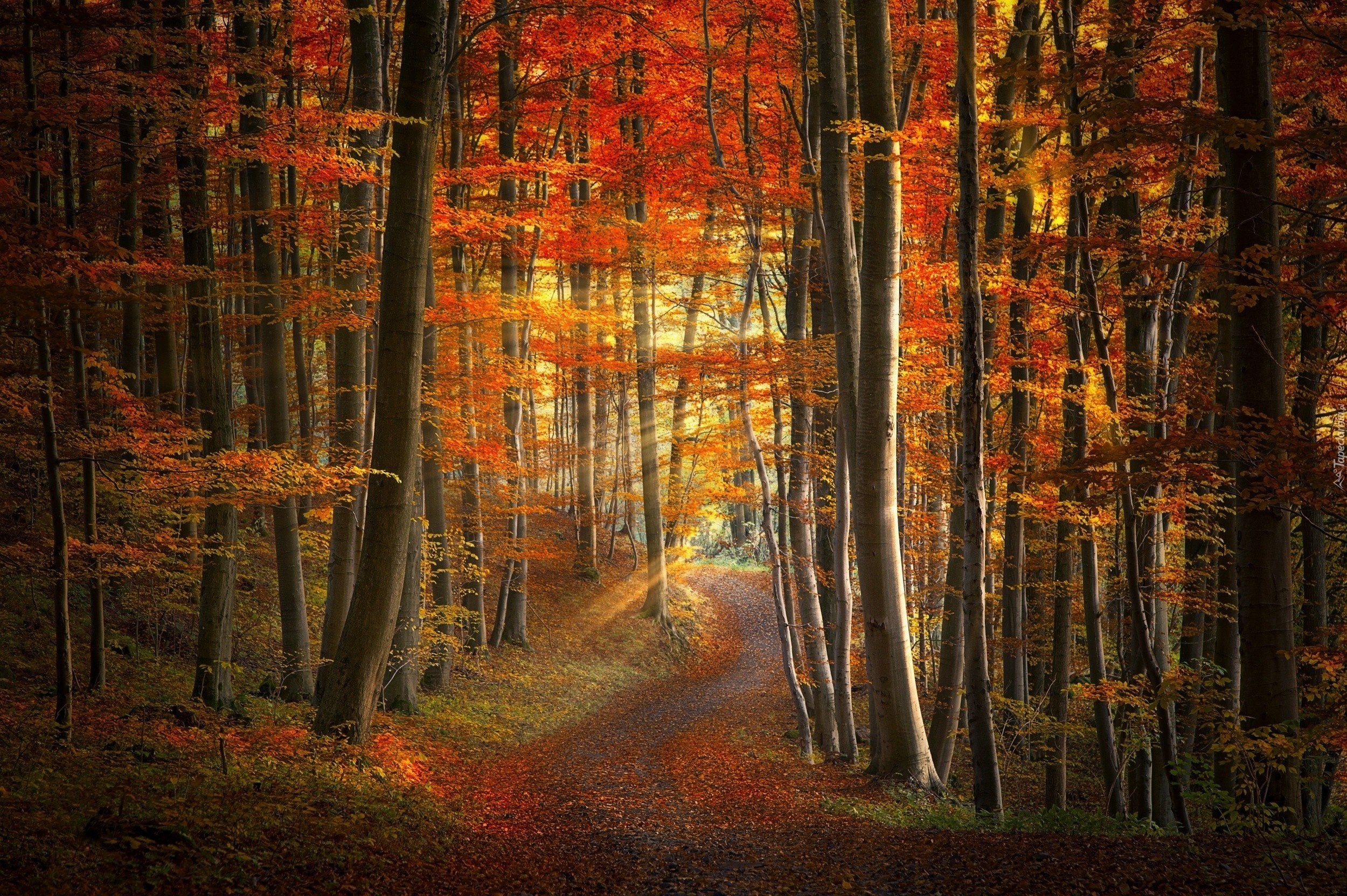 Las, Drzewa, Ścieżka, Promienie, Słońca, Jesień