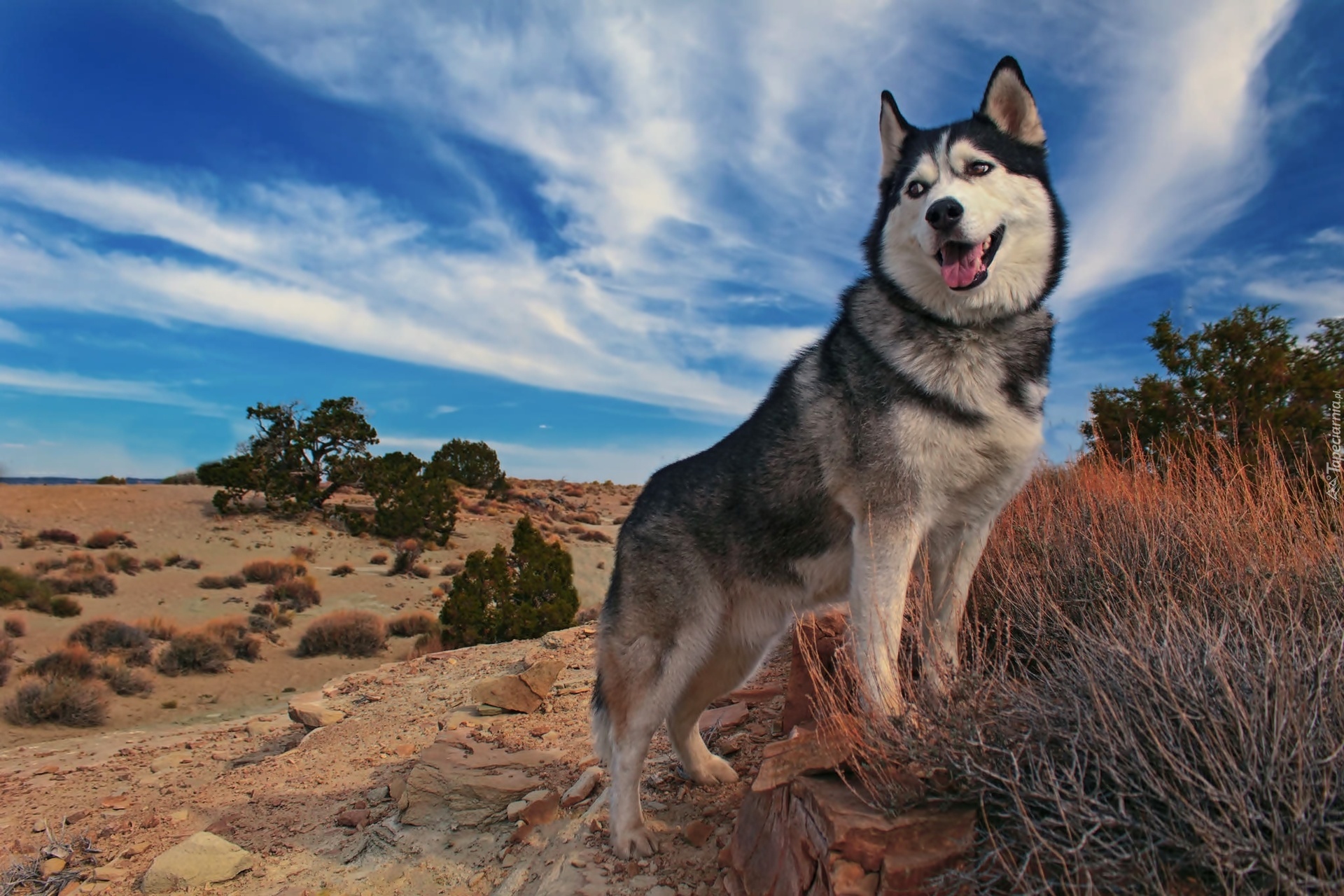 Siberian Husky, Rośliny