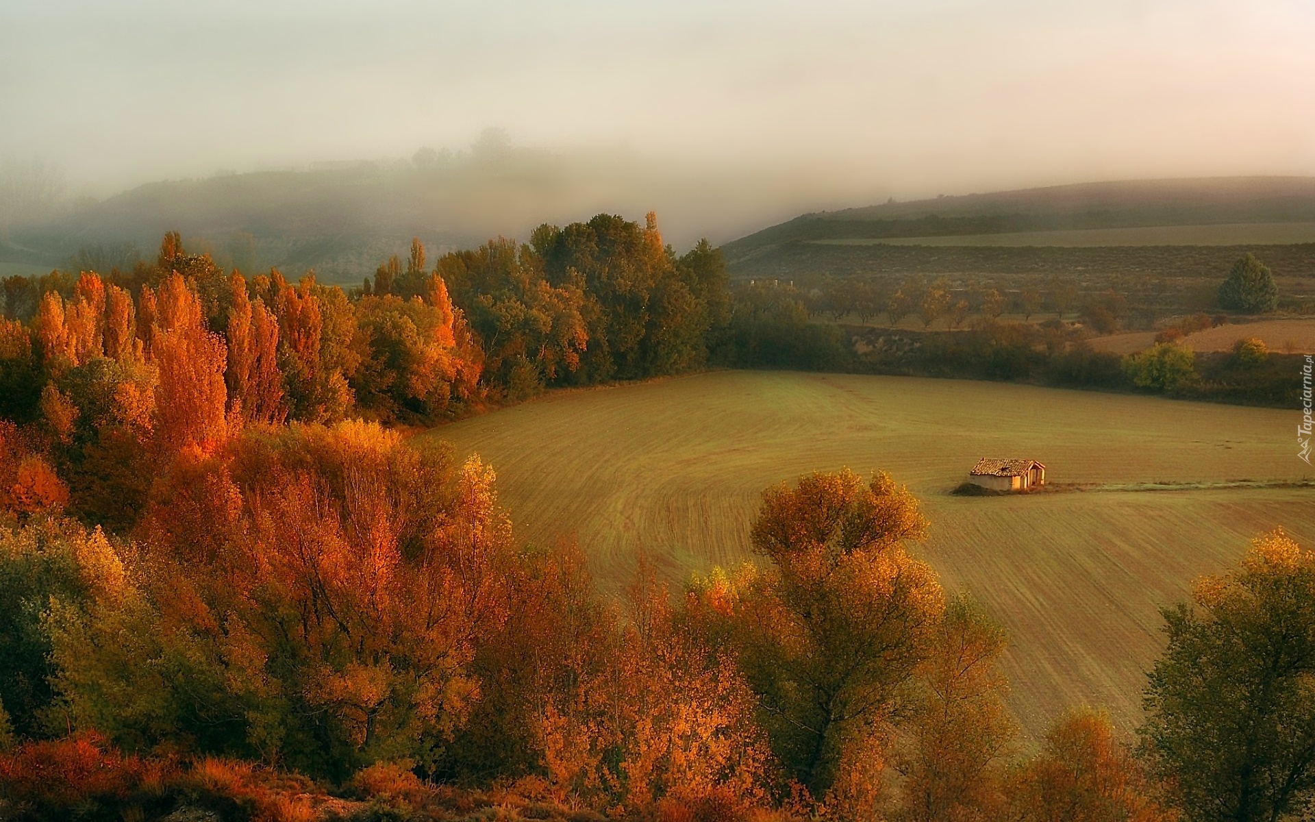 Jesień, Pola, Las, Mgła