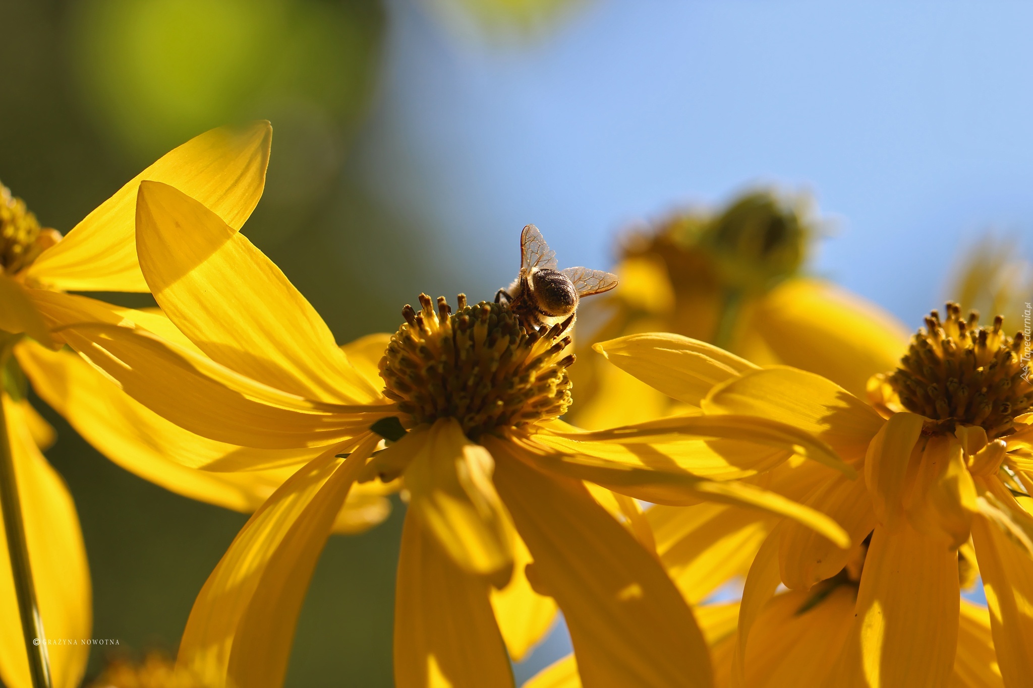 Żółte, Kwiaty, Pszczoła, Owad