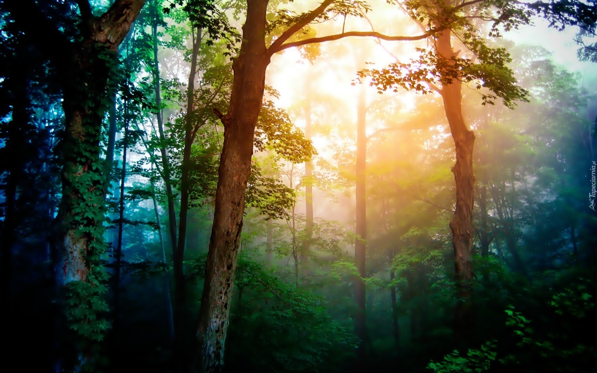 Las, Drzewa, Mgła, Przebijające, Światło, Poranek