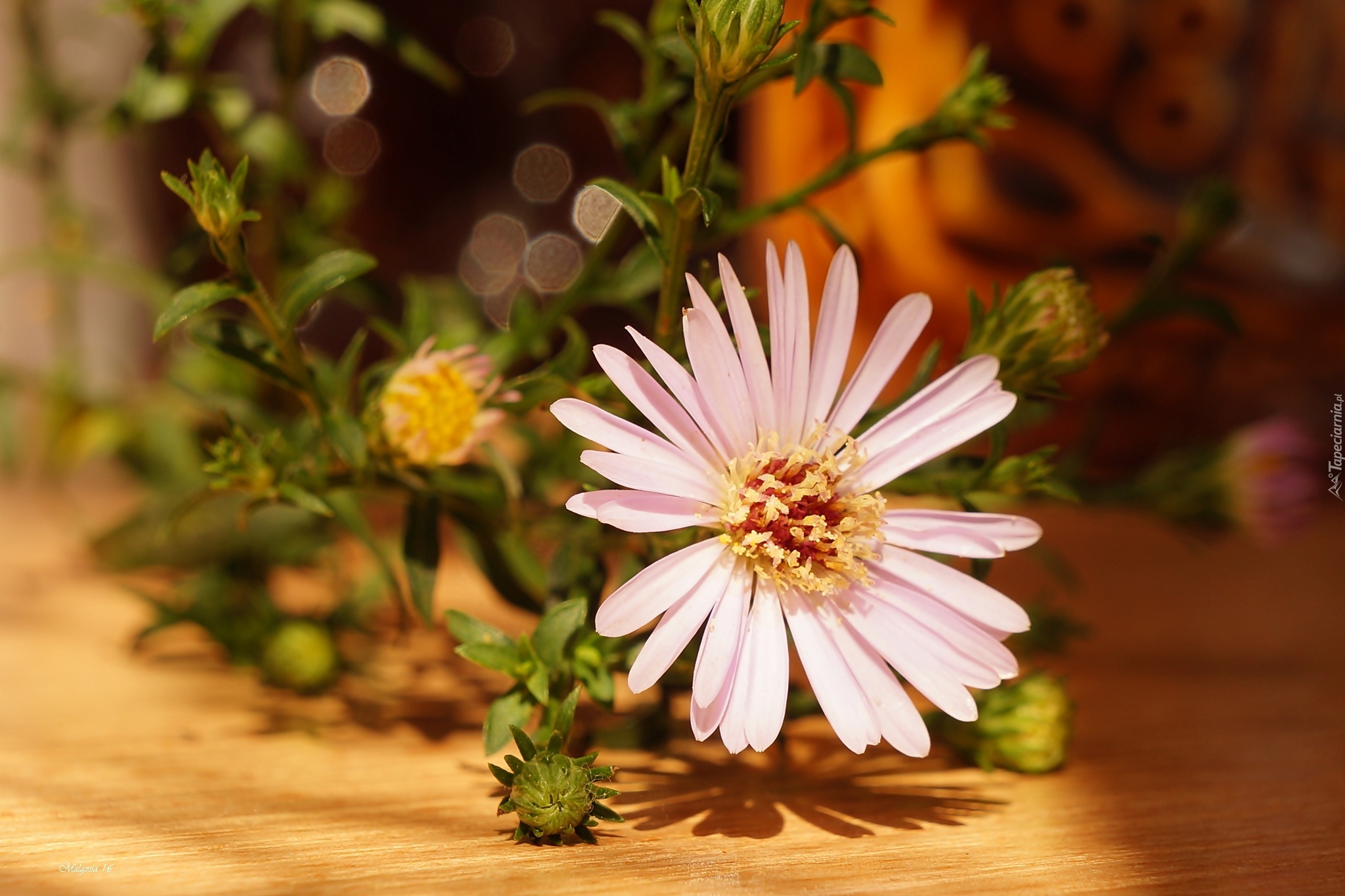 Aster, Pąki