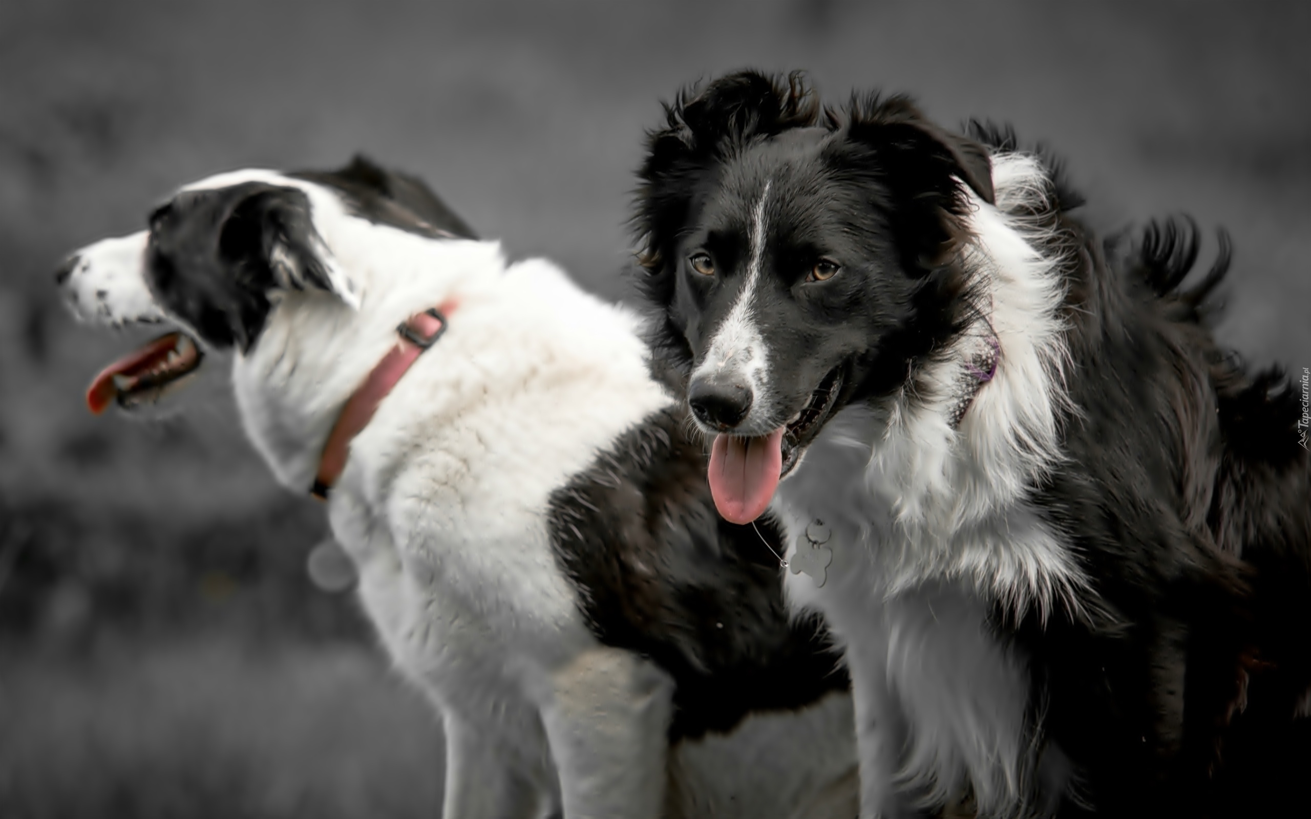 Psy, Border Collie