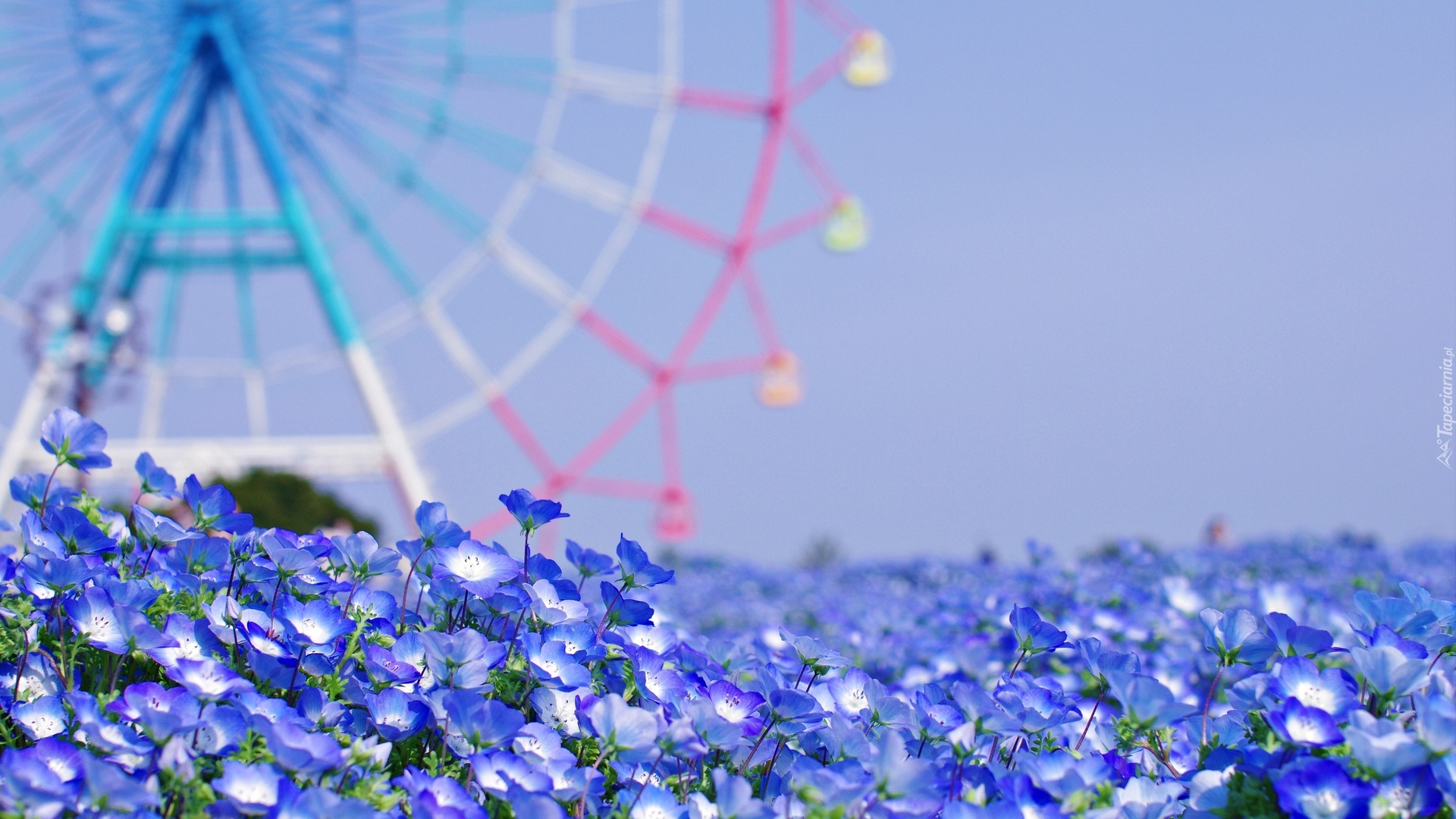 Niebieskie, Kwiaty, Porcelanka błękitna, Karuzela