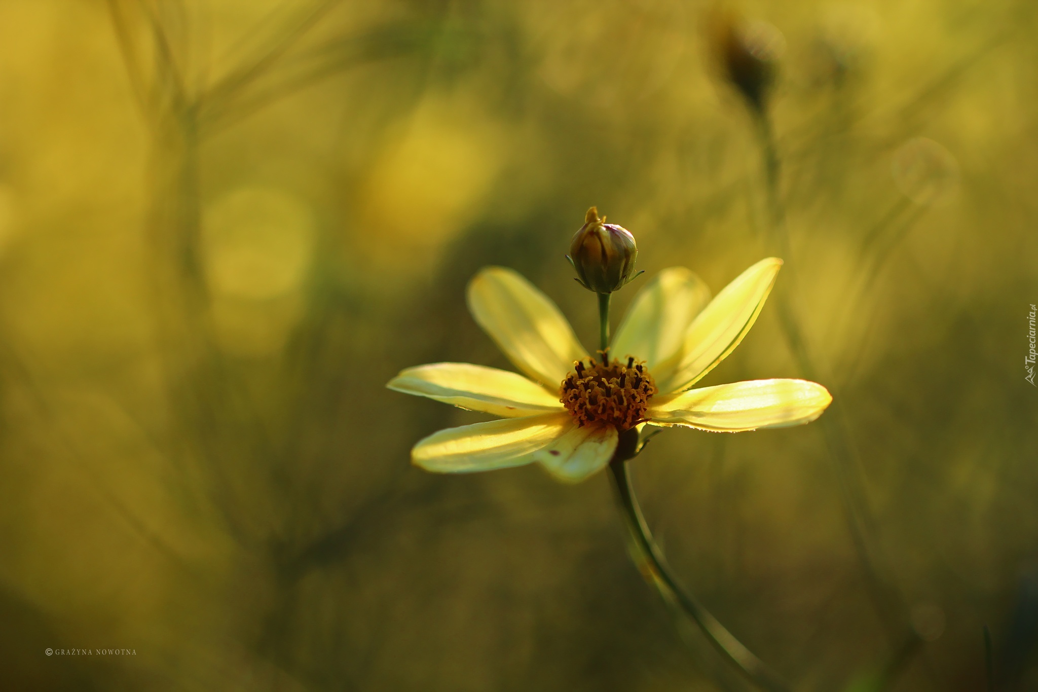 Nachyłek okółkowy Moonbeam, Żółty, Kwiat