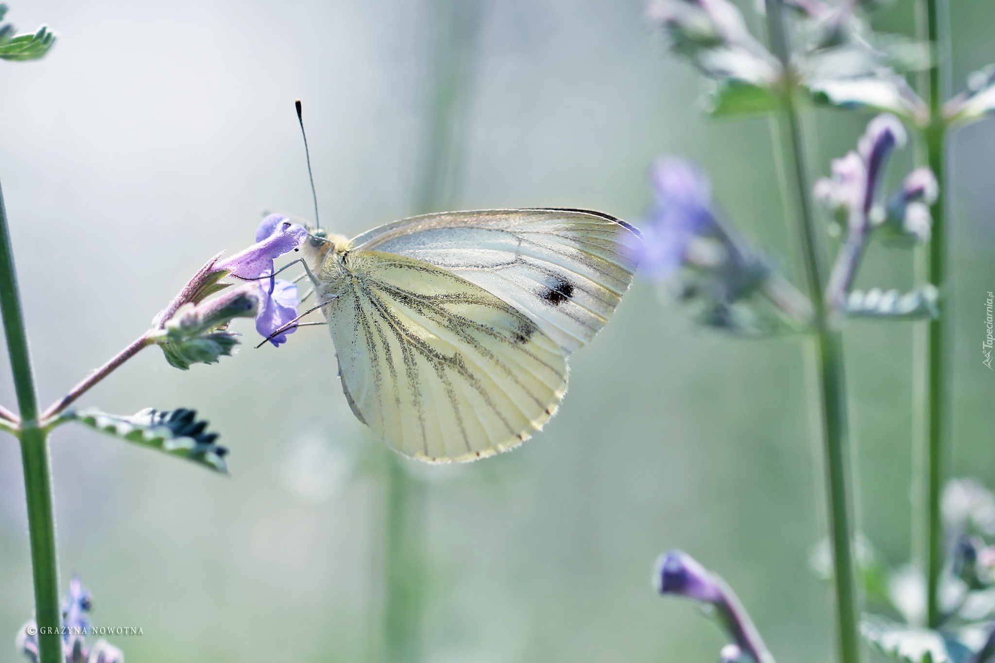 Biały, Motyl, Bielinek