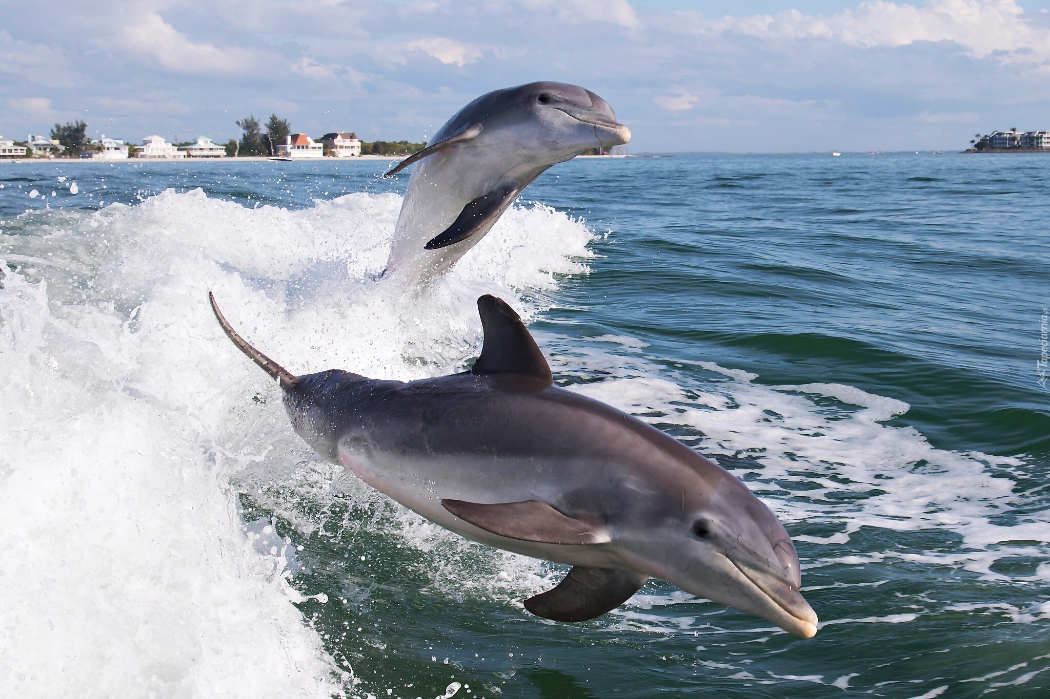 Delfiny, Morze, Domy