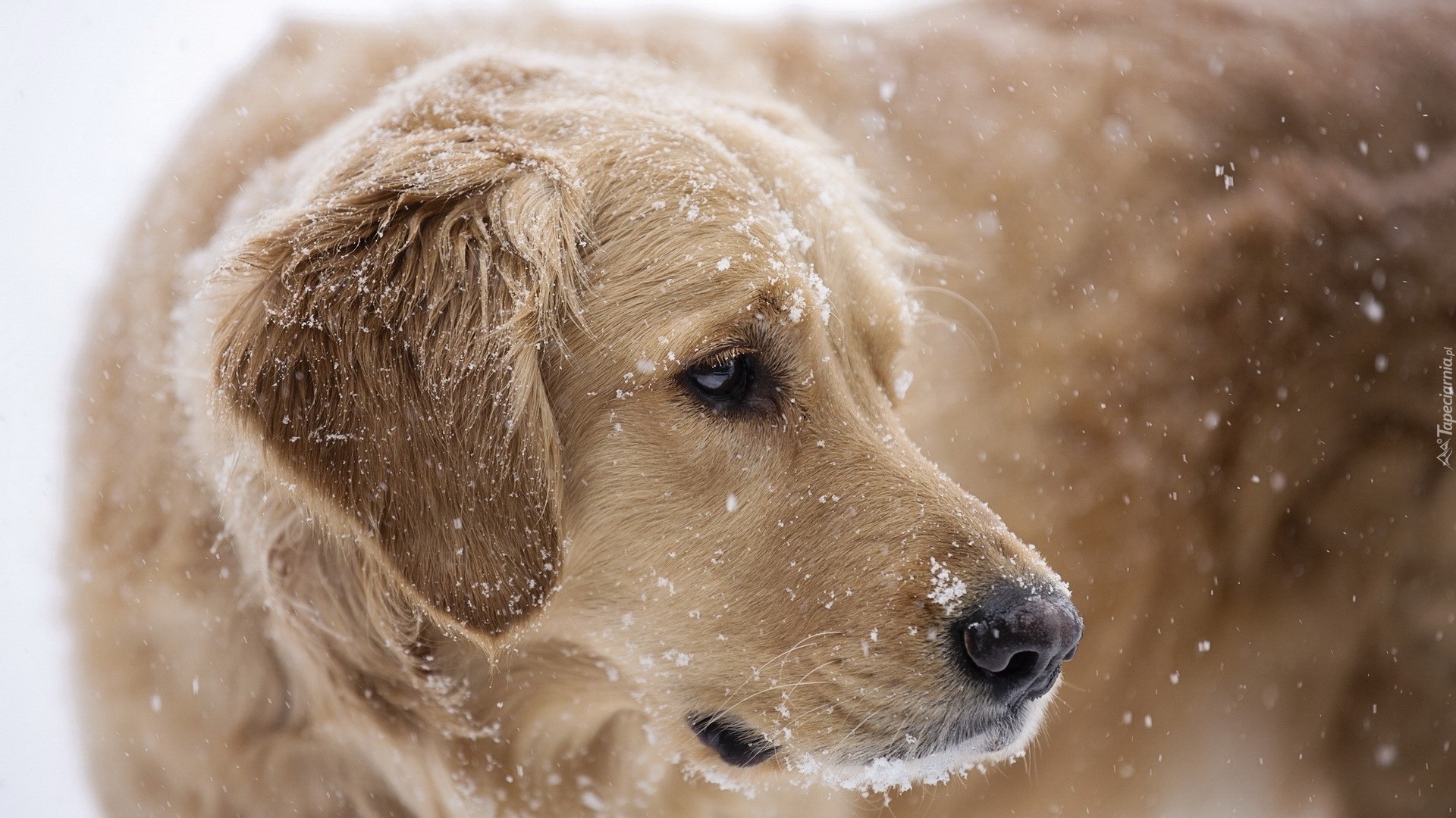 Zwierzęta, Pies, Golden Retriever