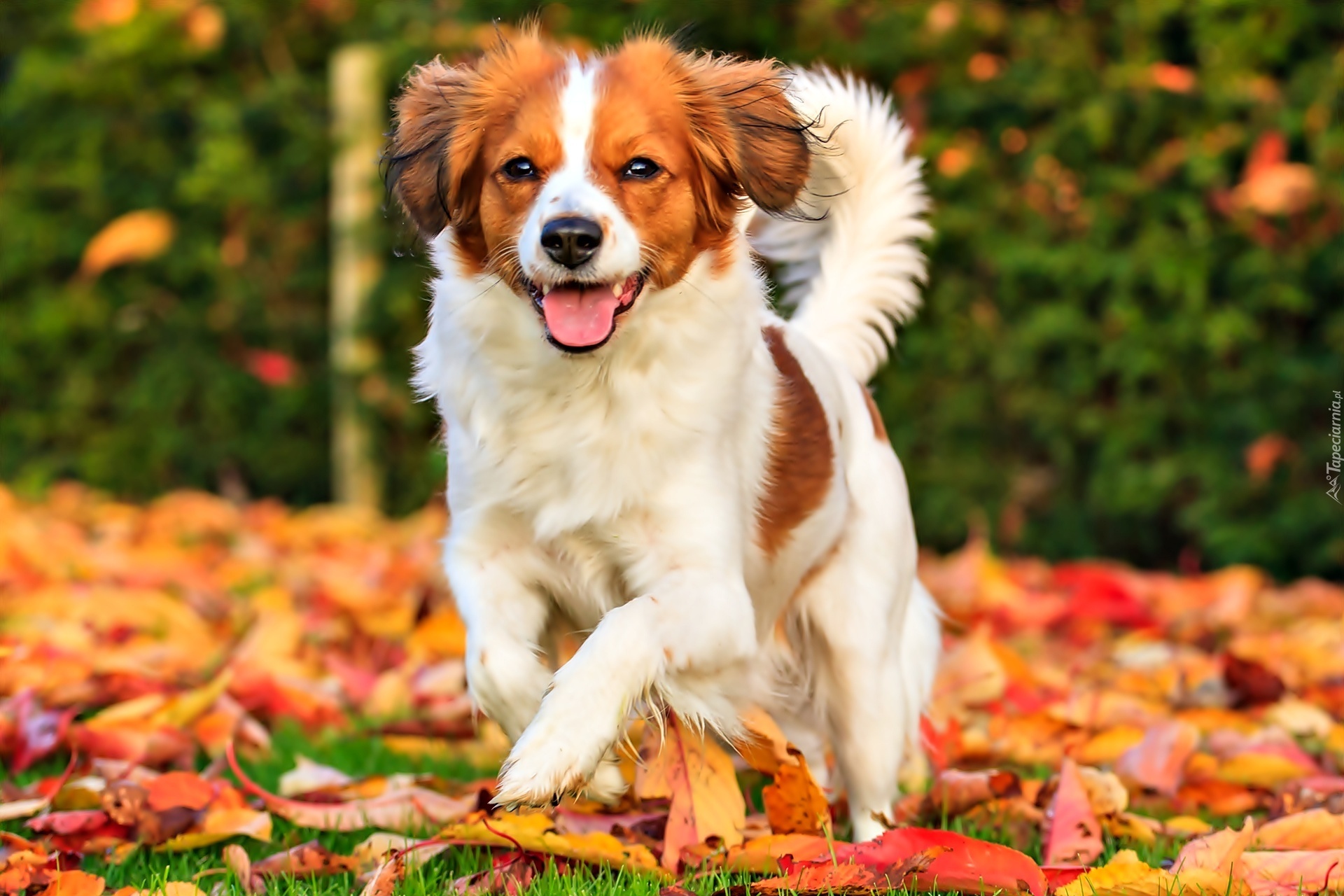 Płochacz holenderski, Kooikerhondje, Jesień, Liście