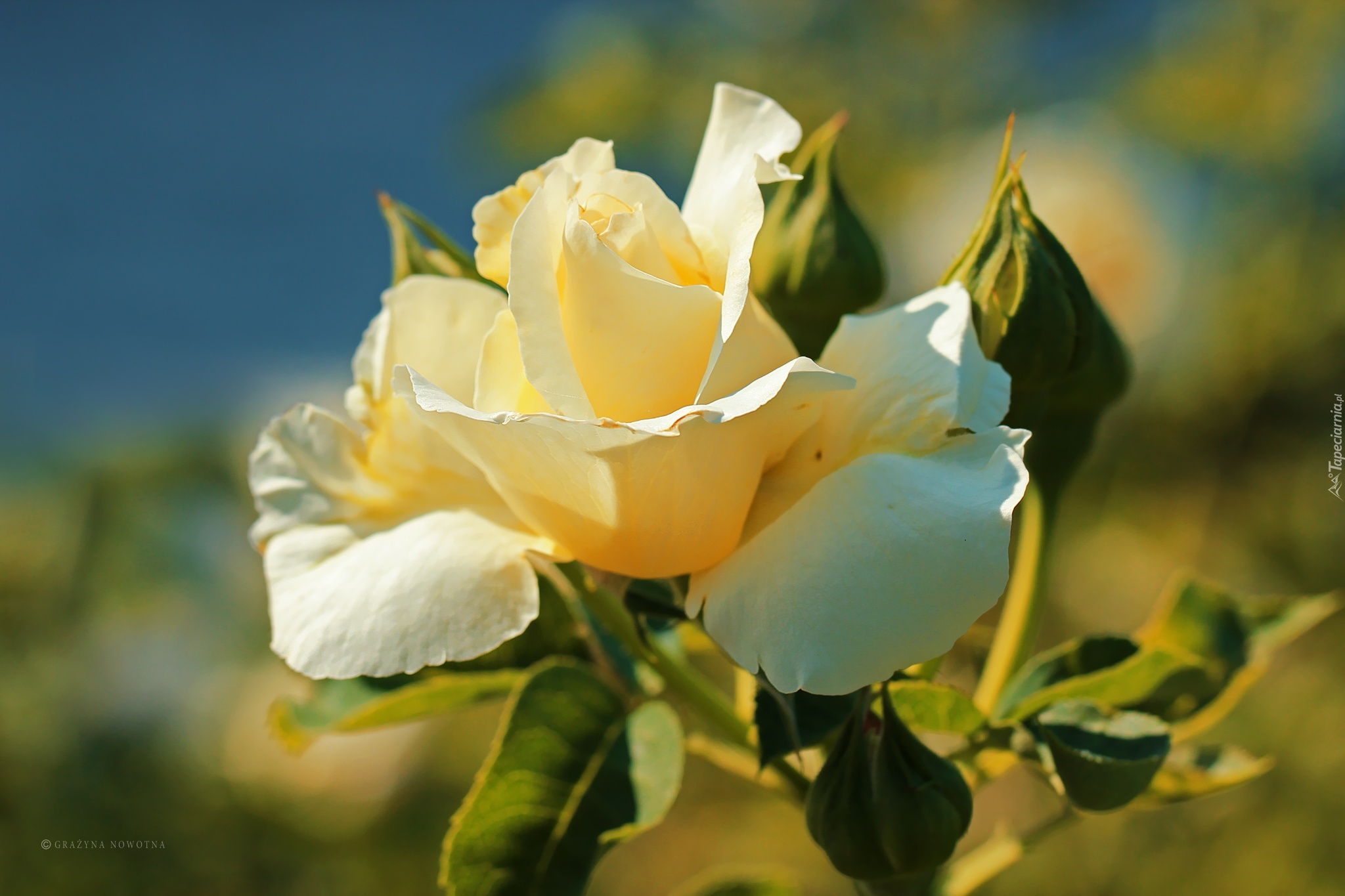 Biała, Róża, Kwiat