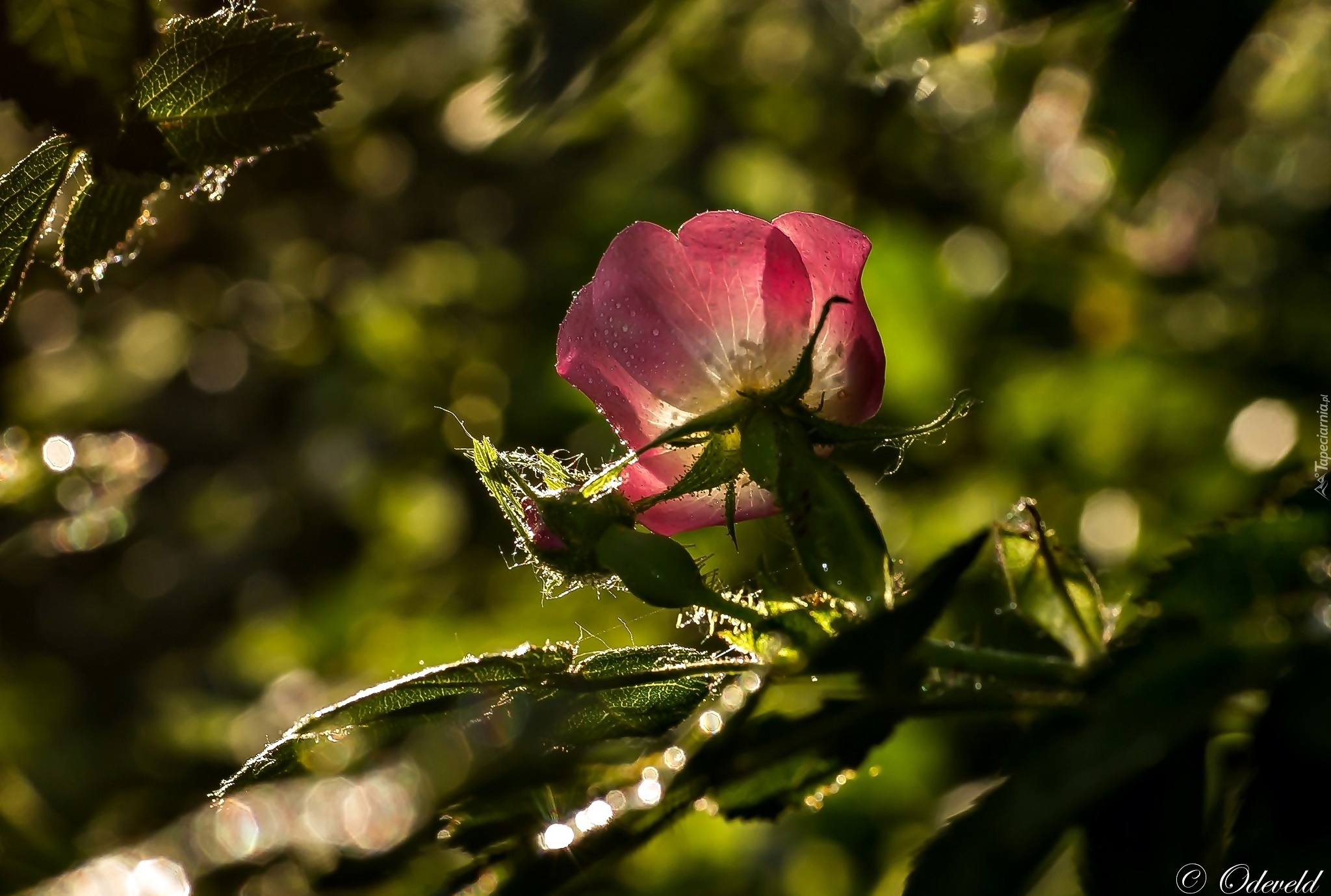 Dzika Róża, Kwiat, Światło, Bokeh